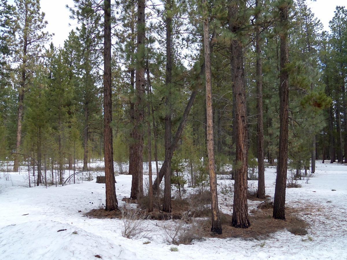 Little River Ranch - Land