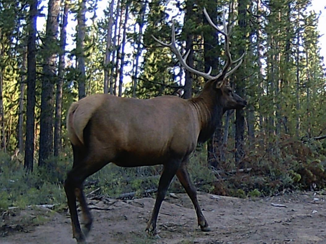 Los Pinos - Residential
