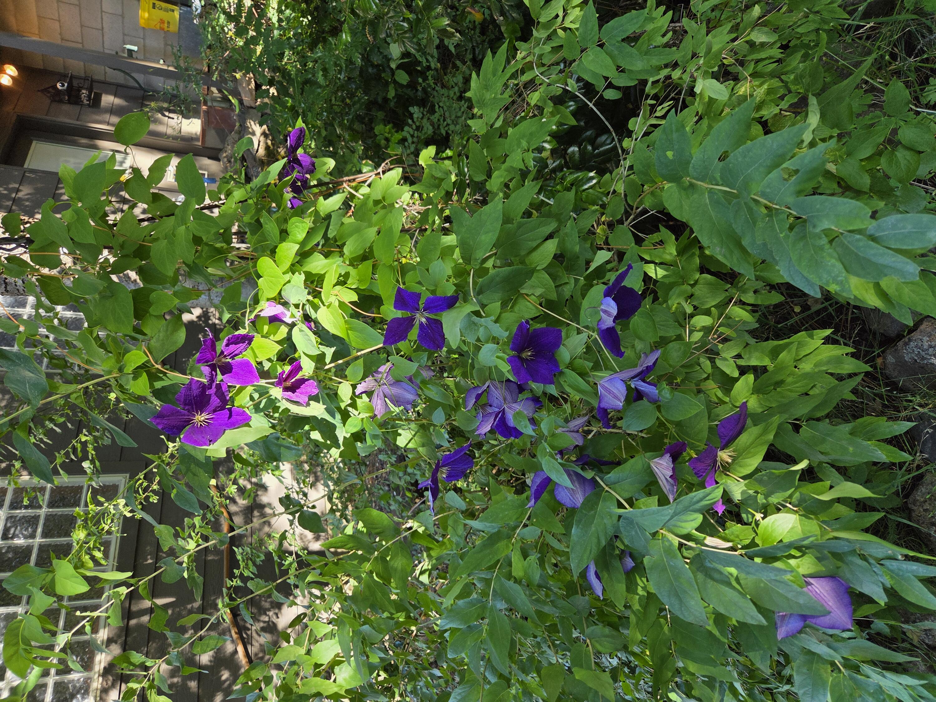 Lynnewood - Residential