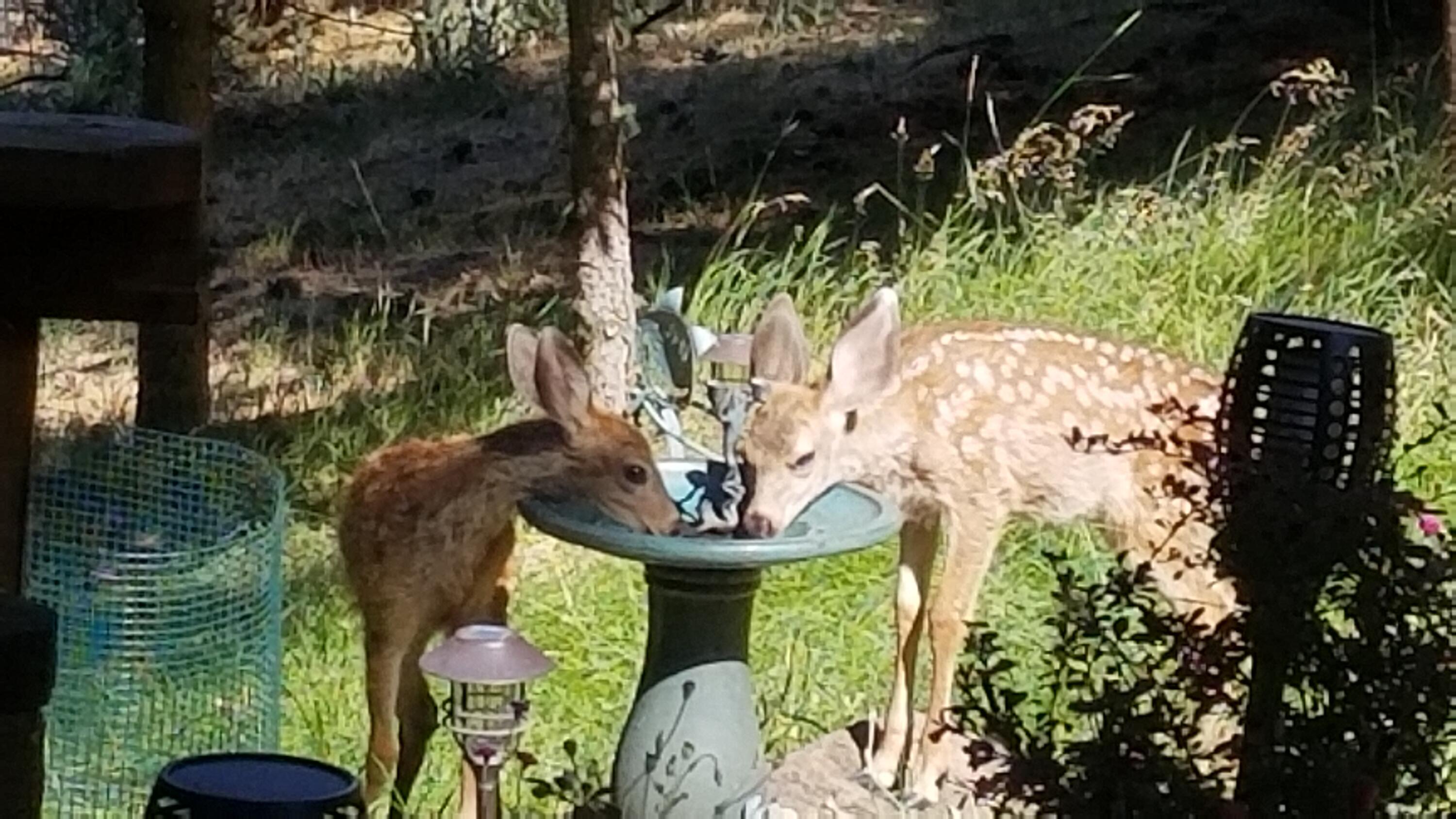 Lynnewood - Residential