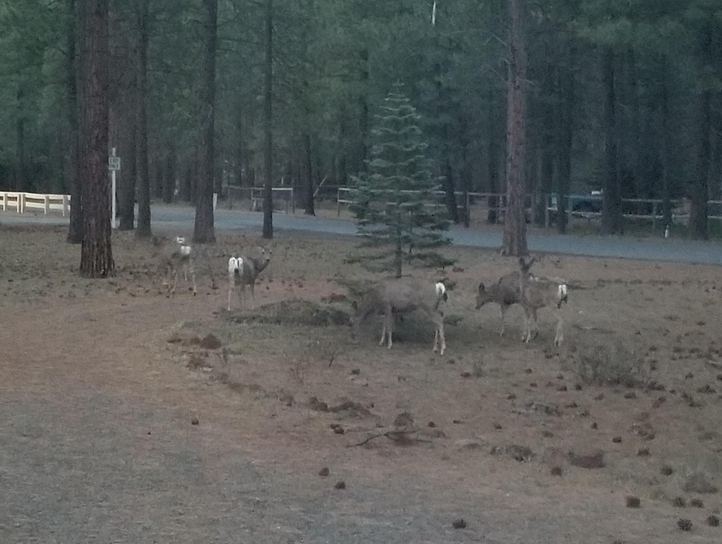 Ponderosa Pines - Residential