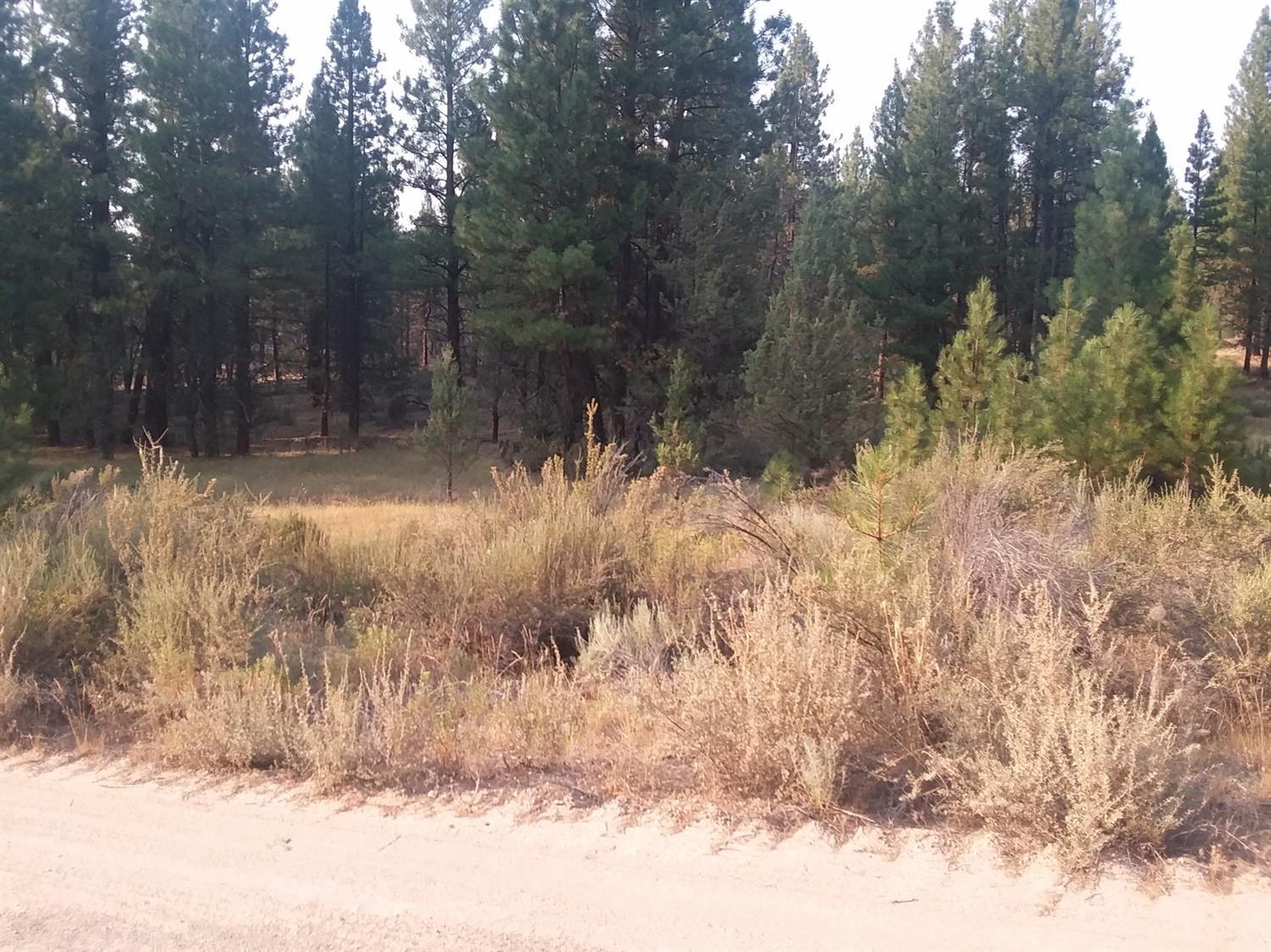 Ferguson Mountain Pines - Land