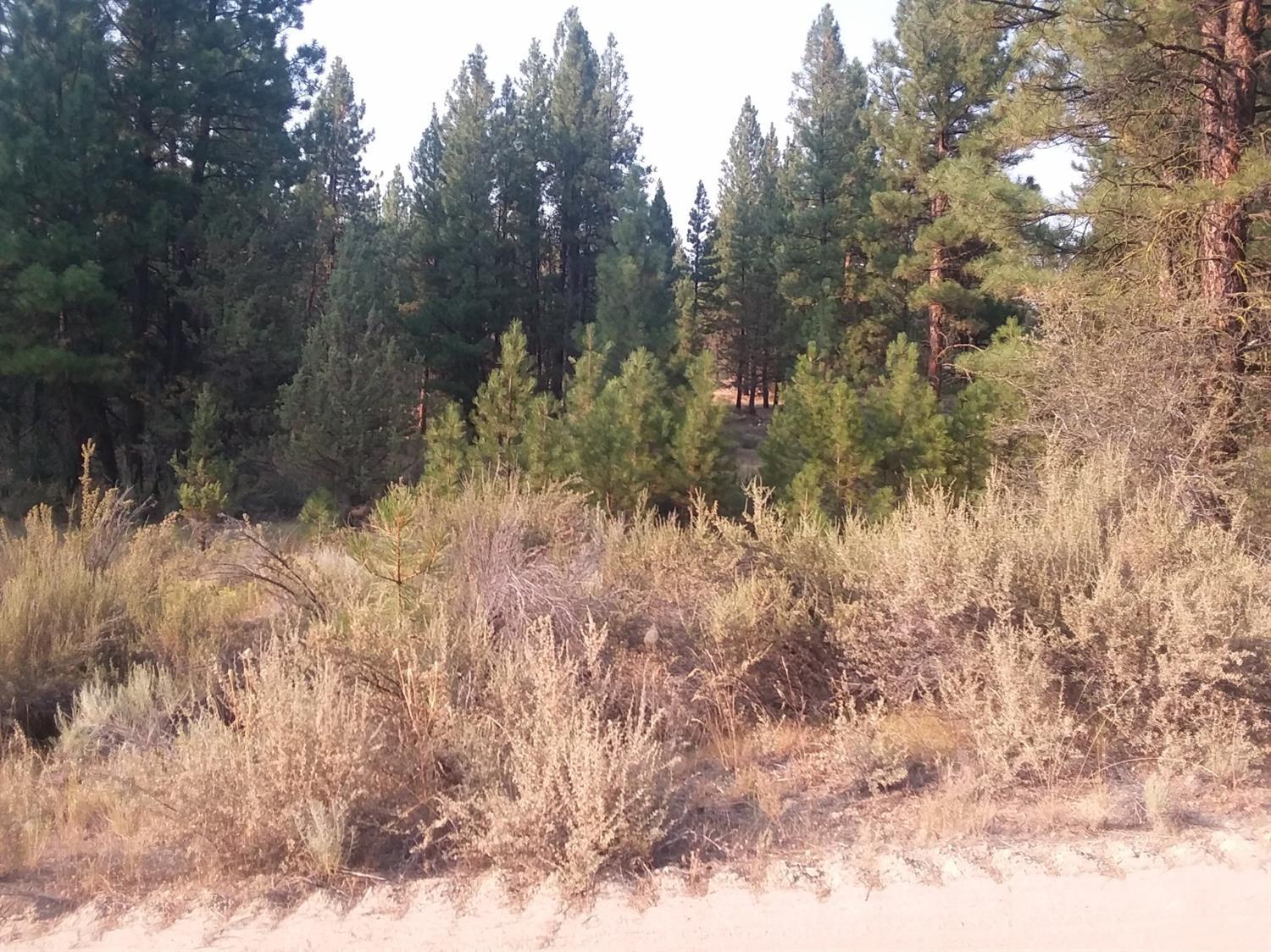 Ferguson Mountain Pines - Land