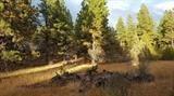 Ferguson Mountain Pines - Land