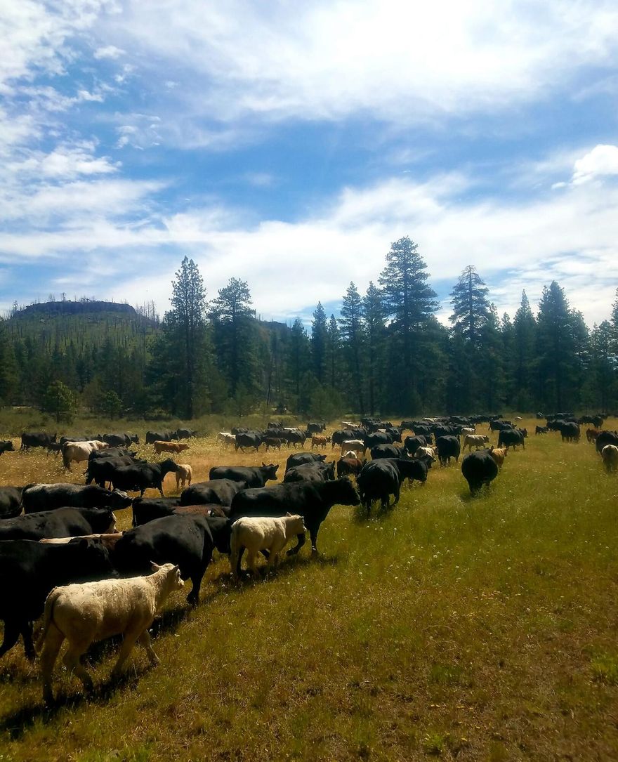 40S116E00-00-01300
41S117E00-00-00700
41S17E00-00-00400
41S16E00-00-00100