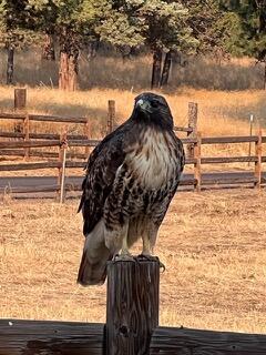 Running YResort - Residential