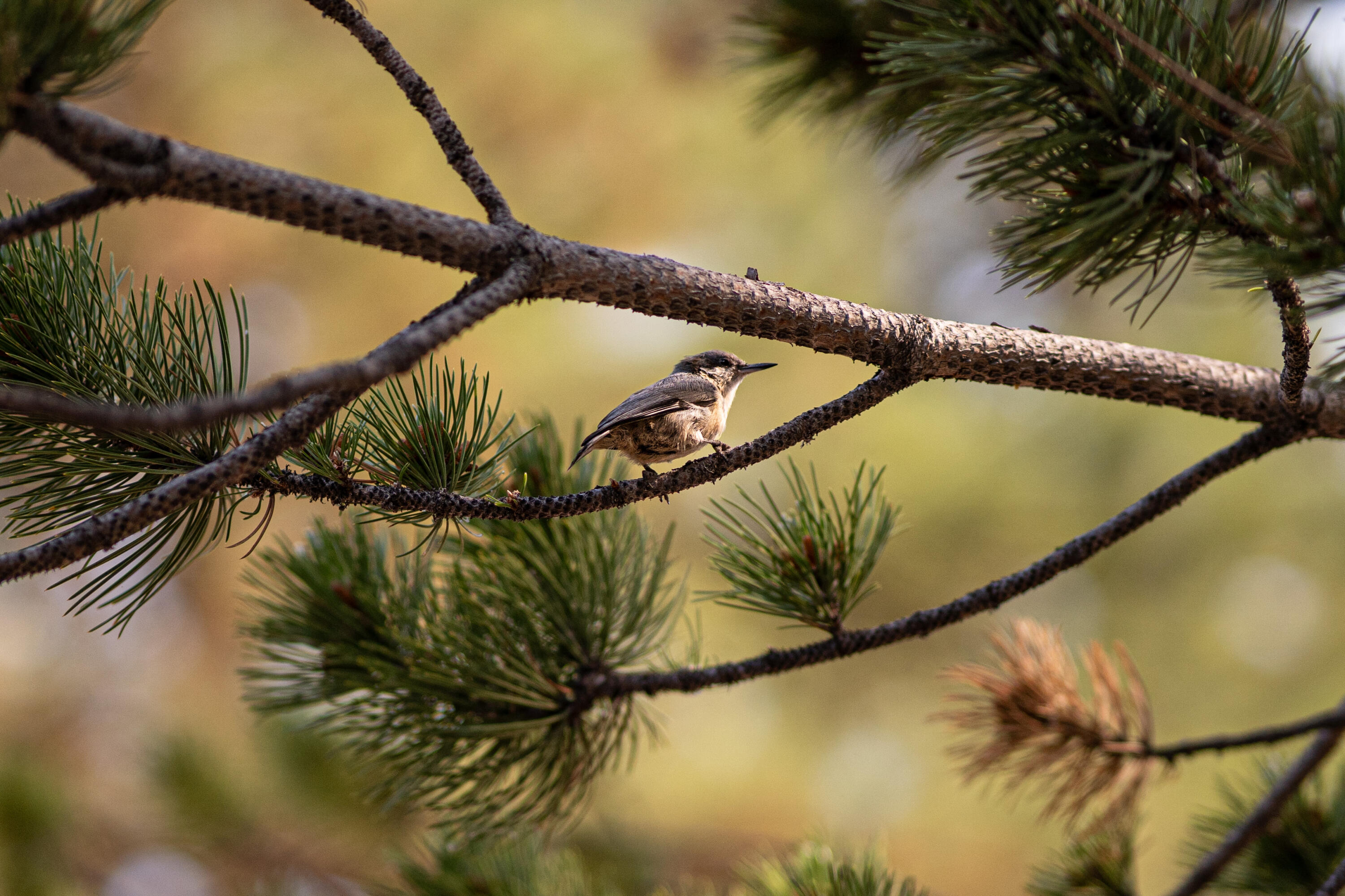 Barclay Place - Residential