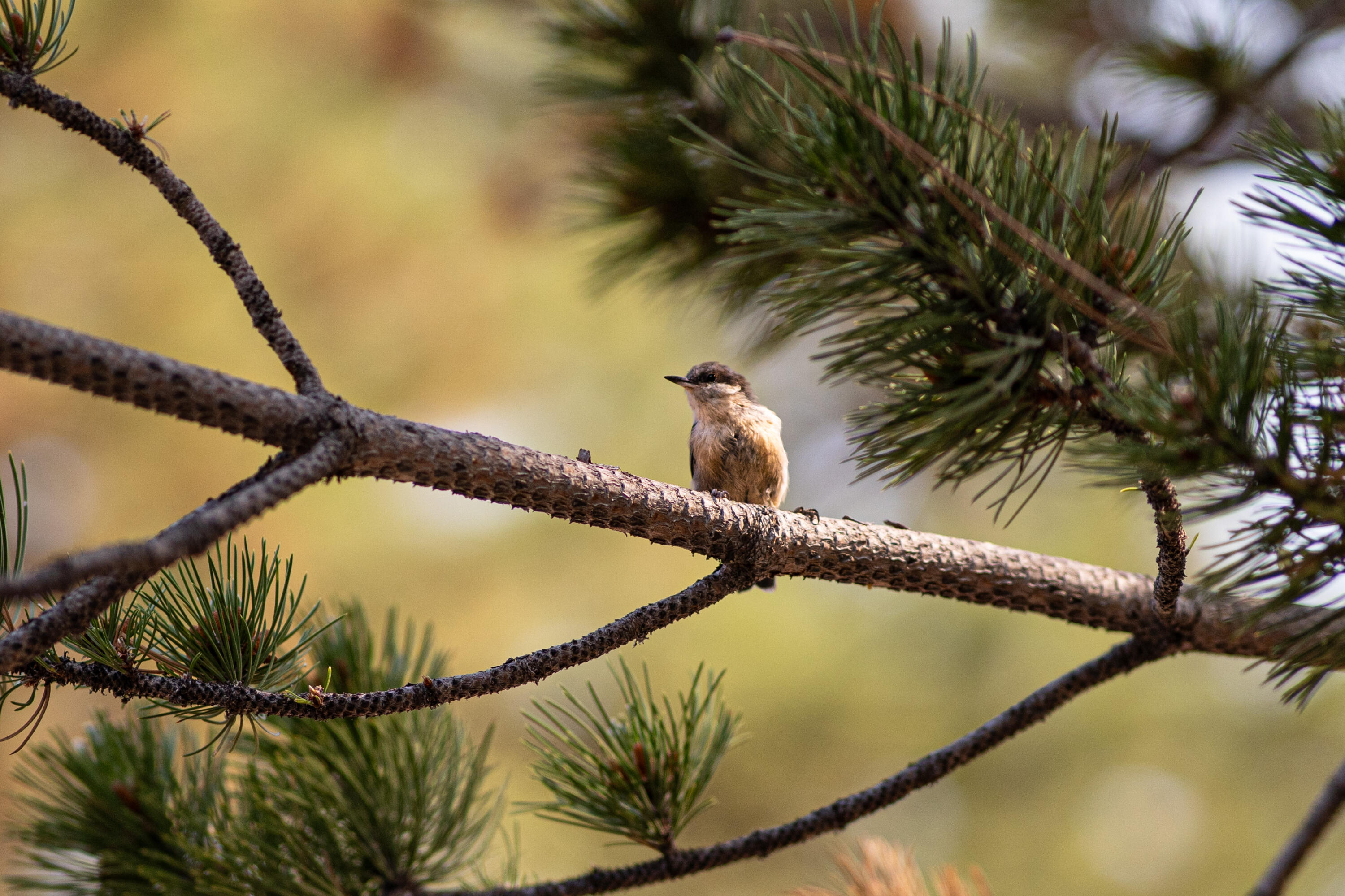 Barclay Place - Residential