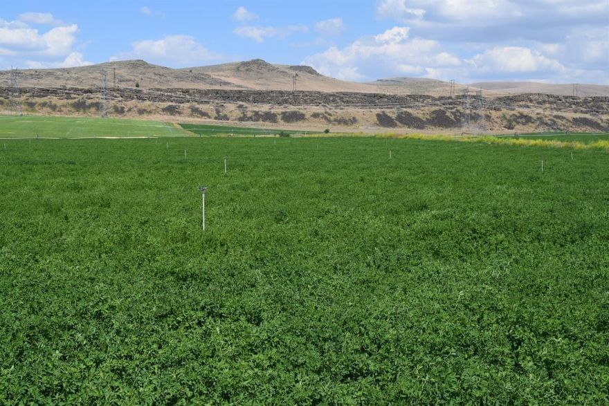 GOT WATER? This farm does! This 1,711 acre farm/ranch straddles Highway 139 in Northern California, and is comprised of 386 acres of irrigated farm ground (currently planted mostly in potatoes and alfalfa.) There are 7 wells on the property (4 irrigation and 3 stock) with a total of 550hp water pumping capability. This property also features over 700 acres in range land, with native grasses for spring and fall grazing, fenced and cross fenced, complete with stock water. There are 2 potato sheds - capable of holding 100,000 sacks of potatoes total. Also included is a metal shop building with concrete slab, both roll-up and sliding doors, and 220v power. There is also a 3 bedroom, 2 bath manufactured home on 3 acres. The parcels are in either CA hunting zones X1 and X2 - which are premium deer tag general season zones.