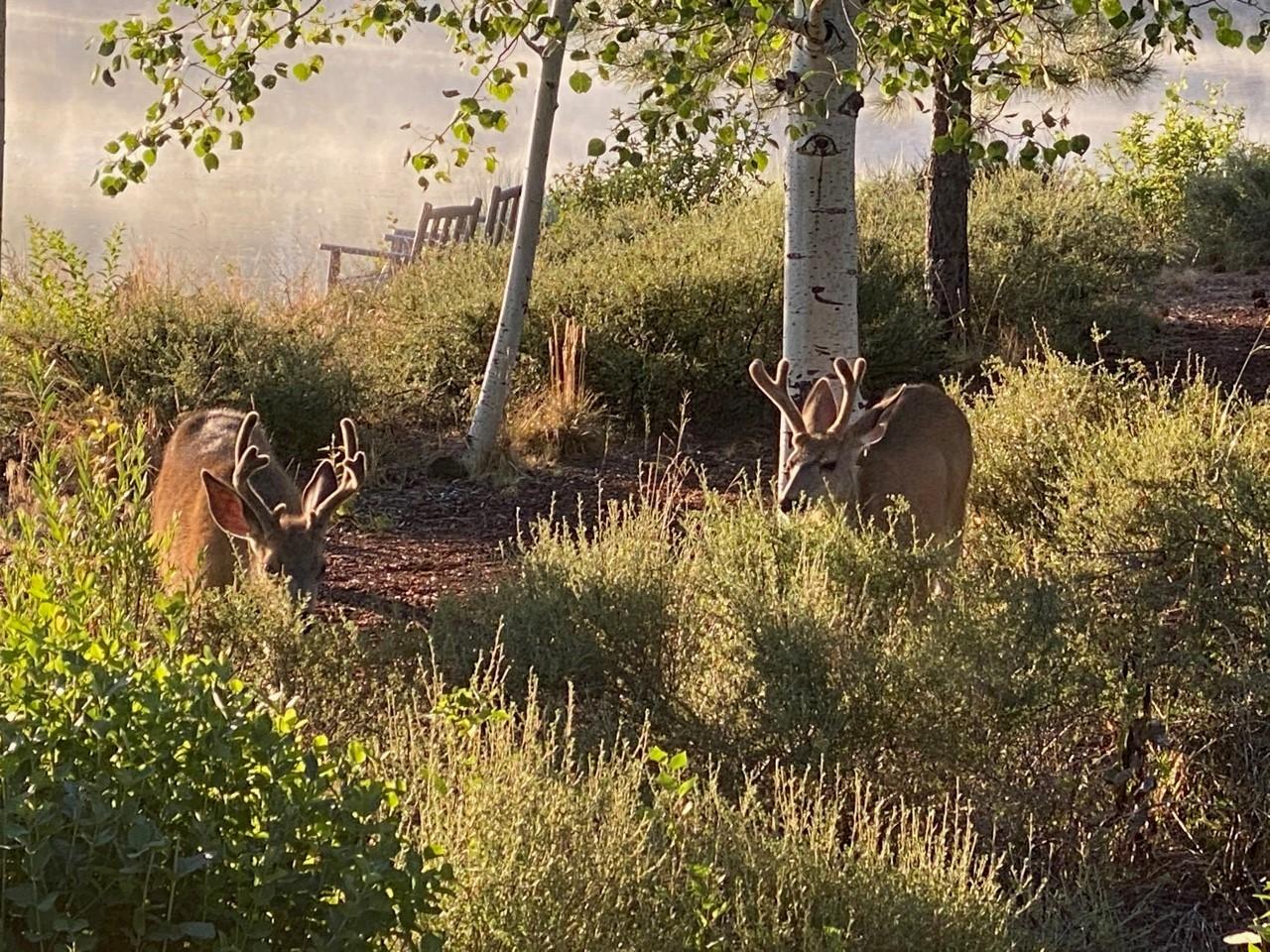 Caldera Springs - Residential