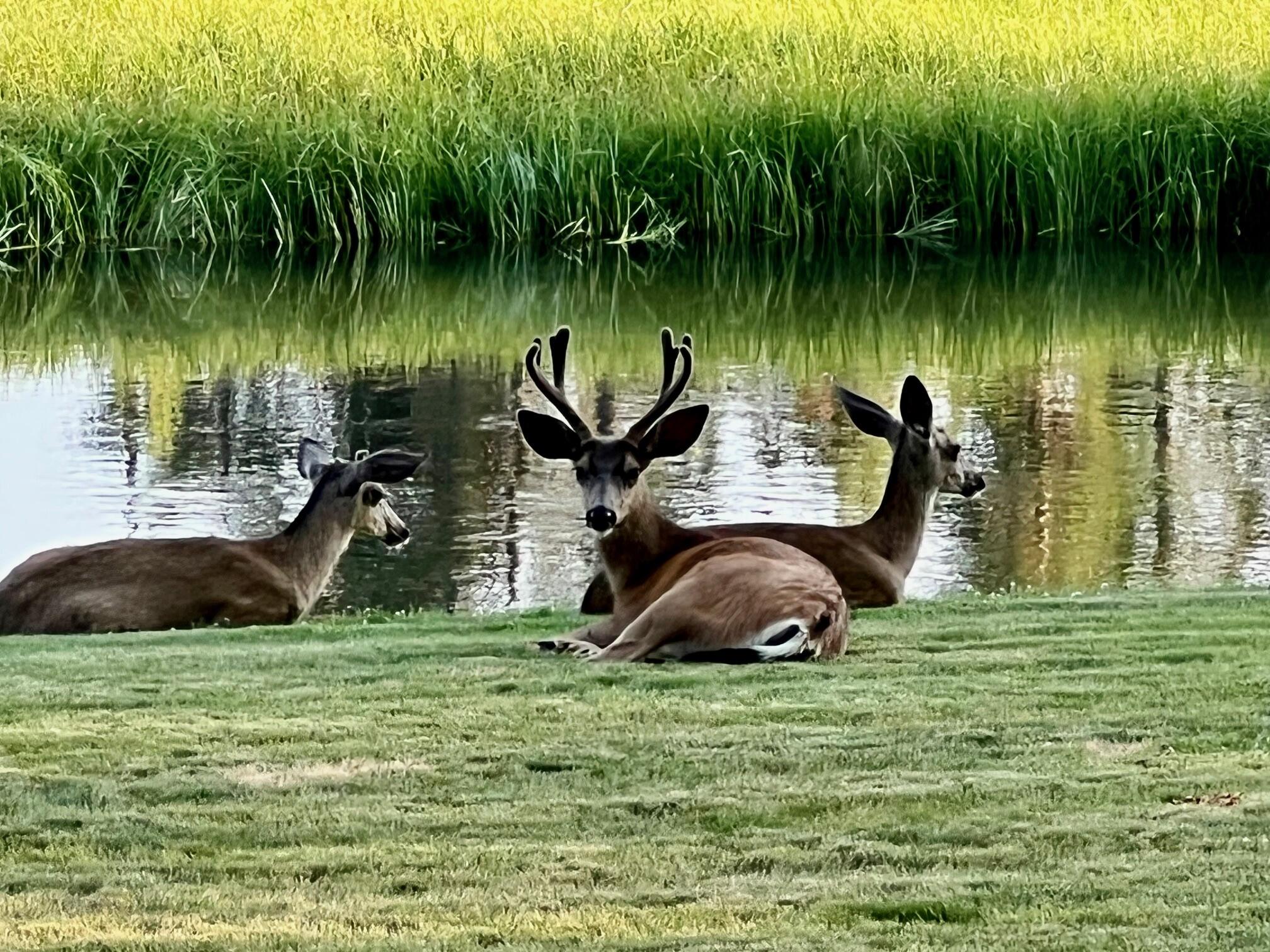 River Forest Acres - Residential