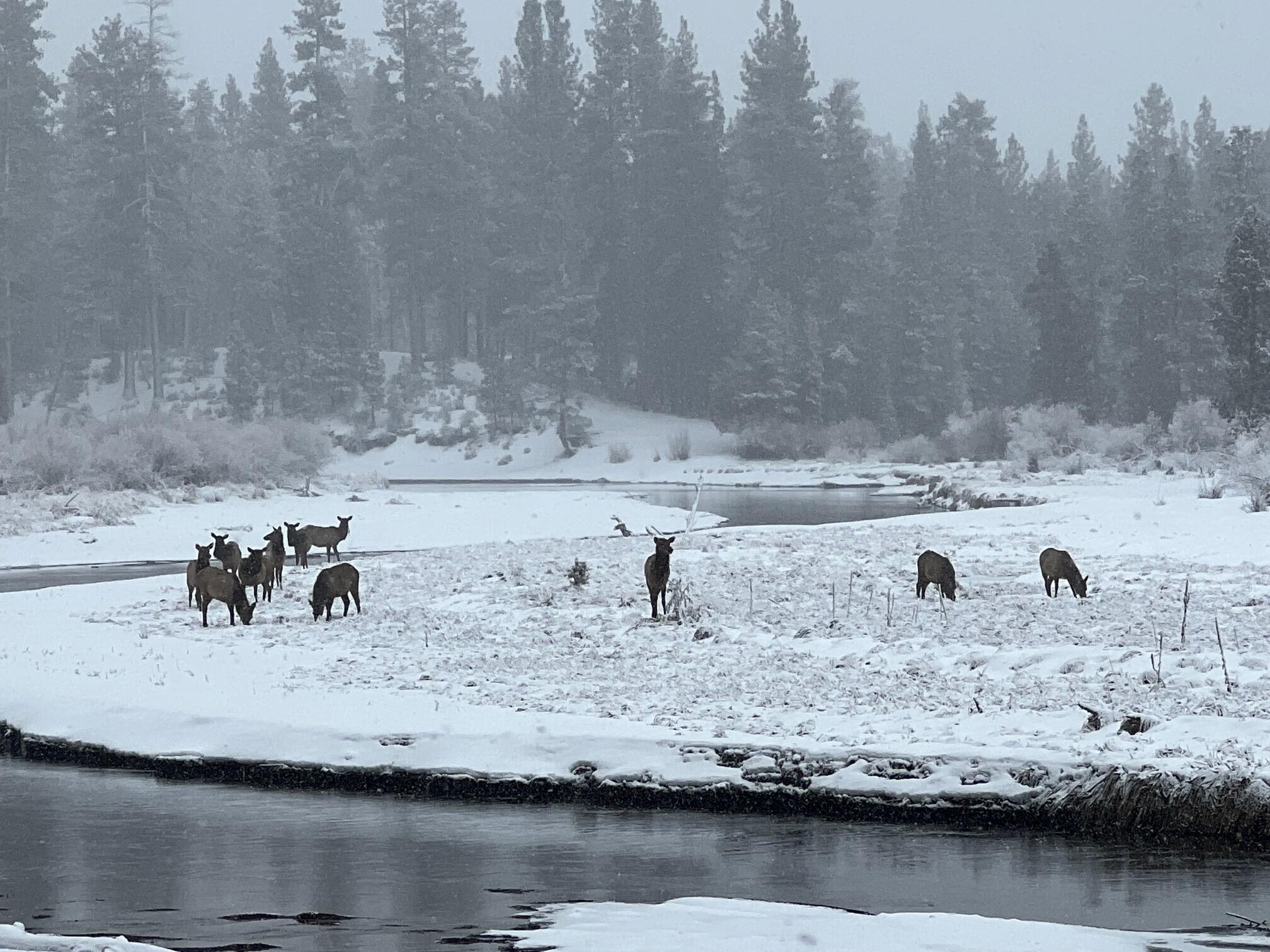 River Forest Acres - Residential