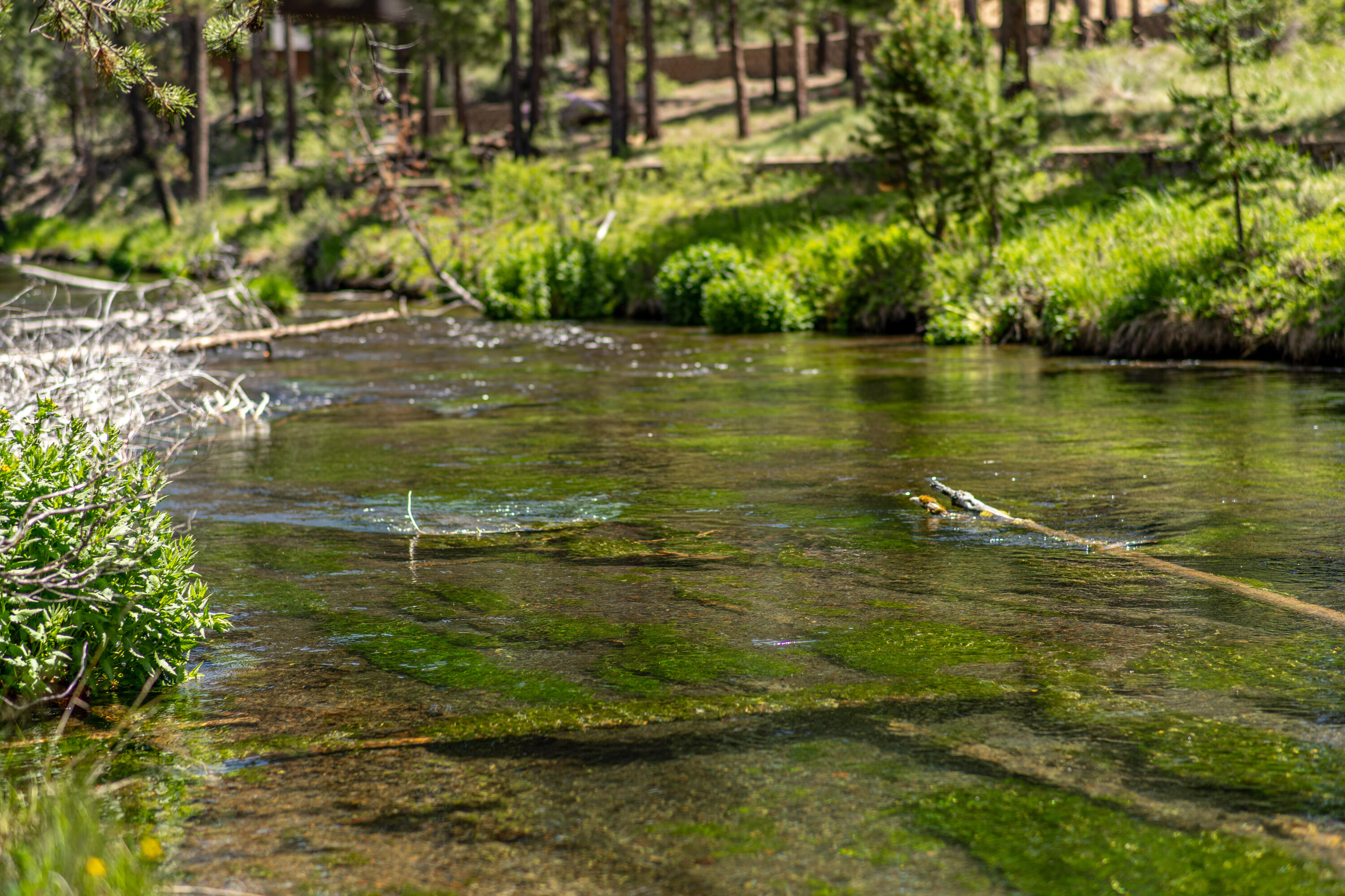 Fall River Estate - Residential