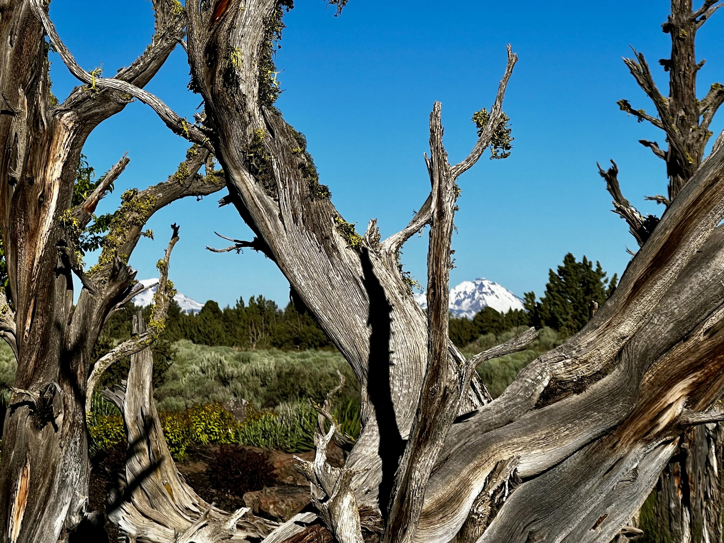 Pronghorn - Residential