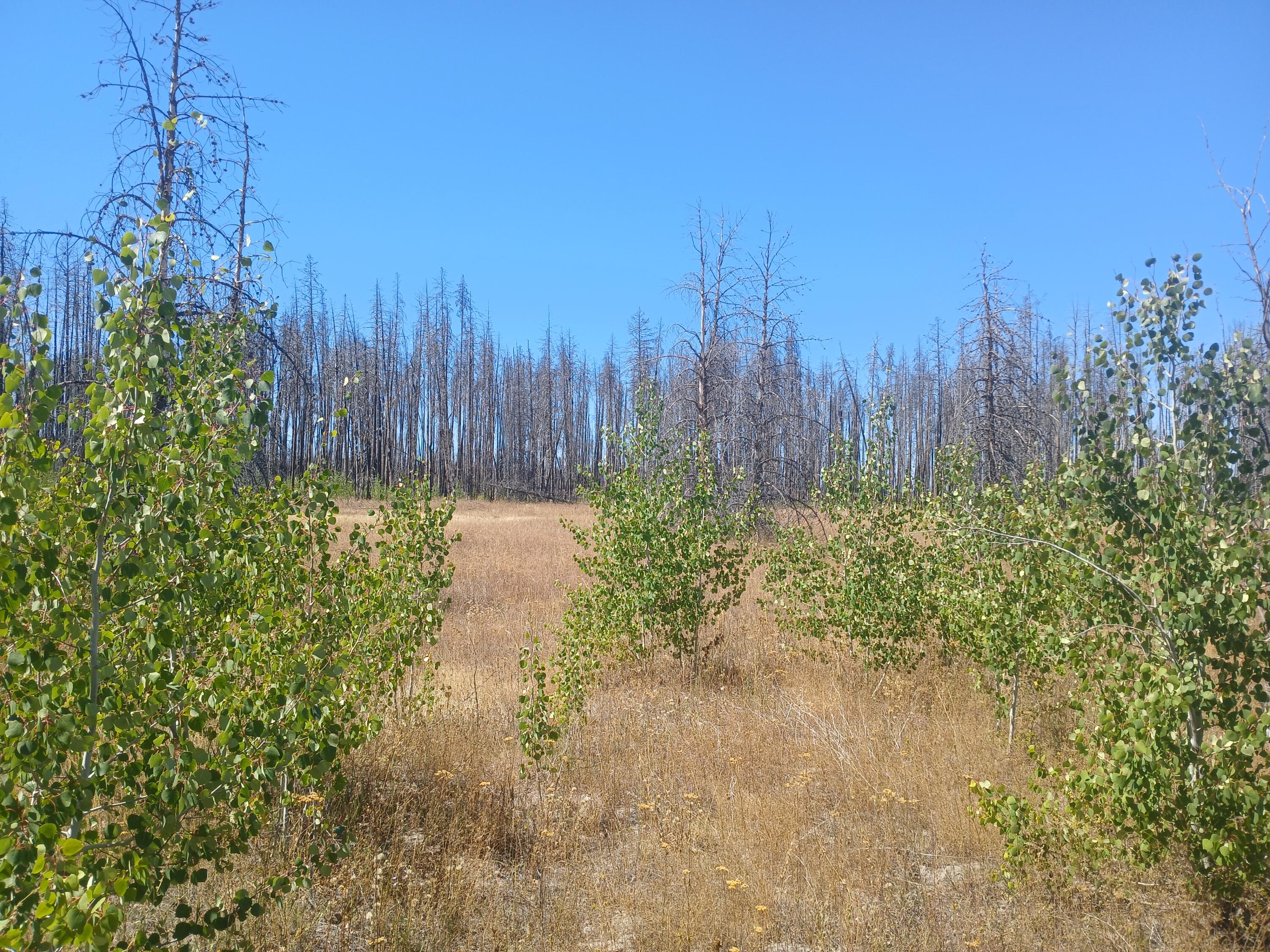 Klamath Falls Forest Estates -Sycan Unit - Land