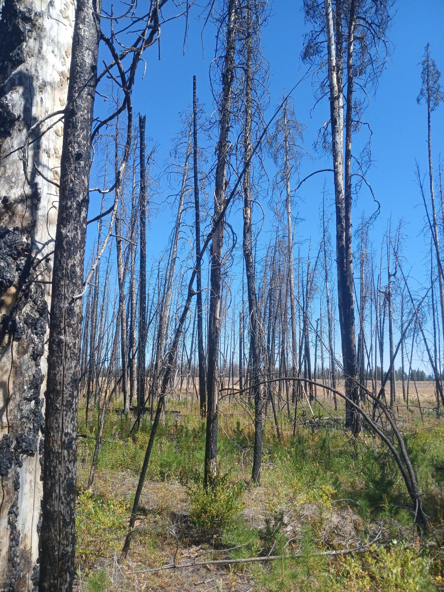 Klamath Falls Forest Estates -Sycan Unit - Land