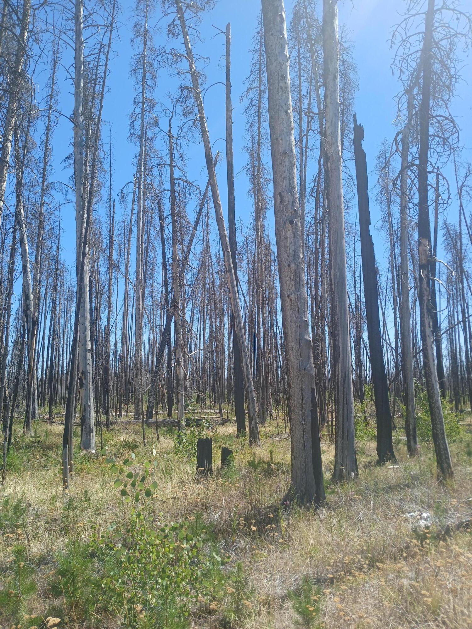 Klamath Falls Forest Estates -Sycan Unit - Land