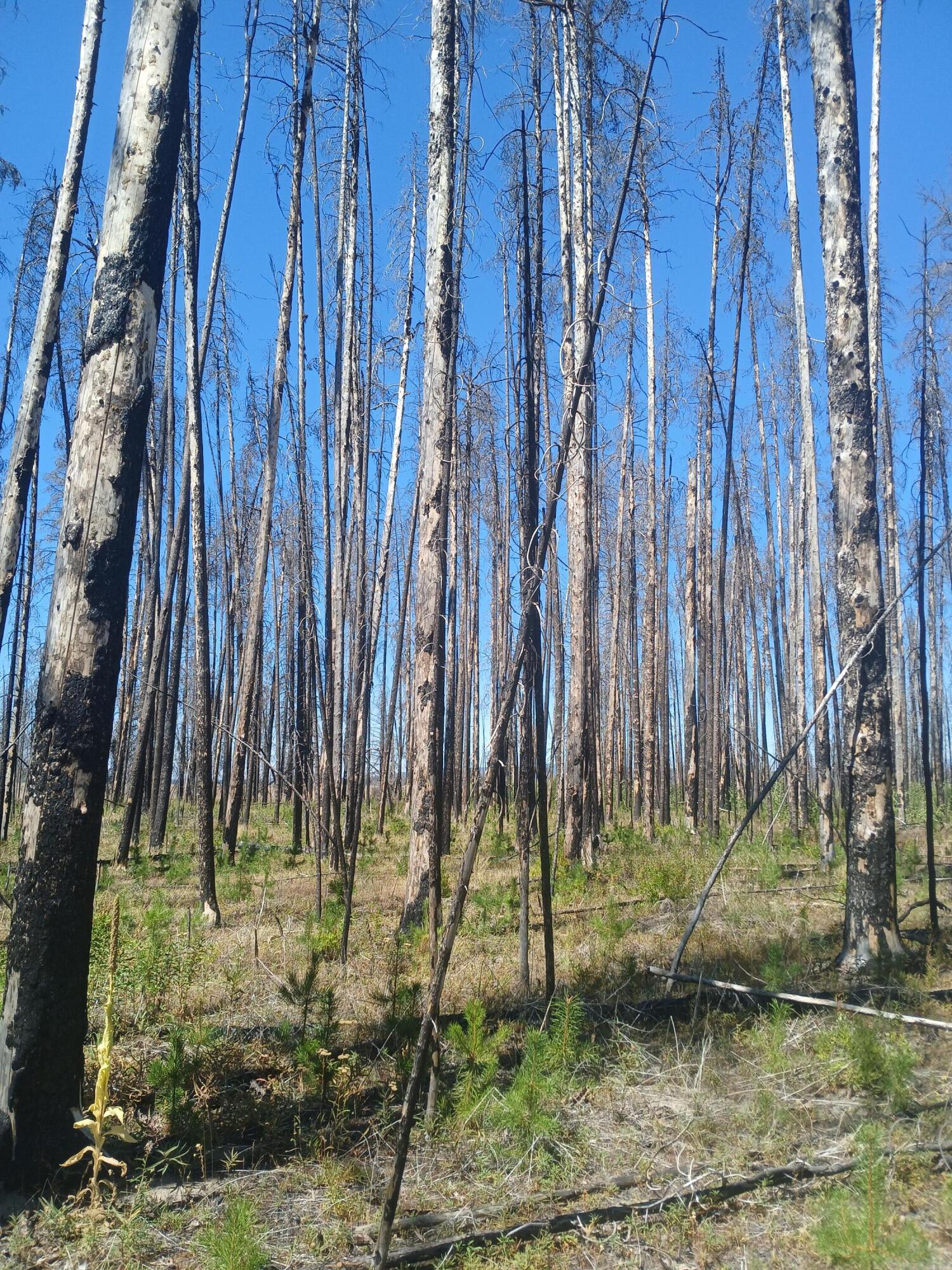 Klamath Falls Forest Estates -Sycan Unit - Land