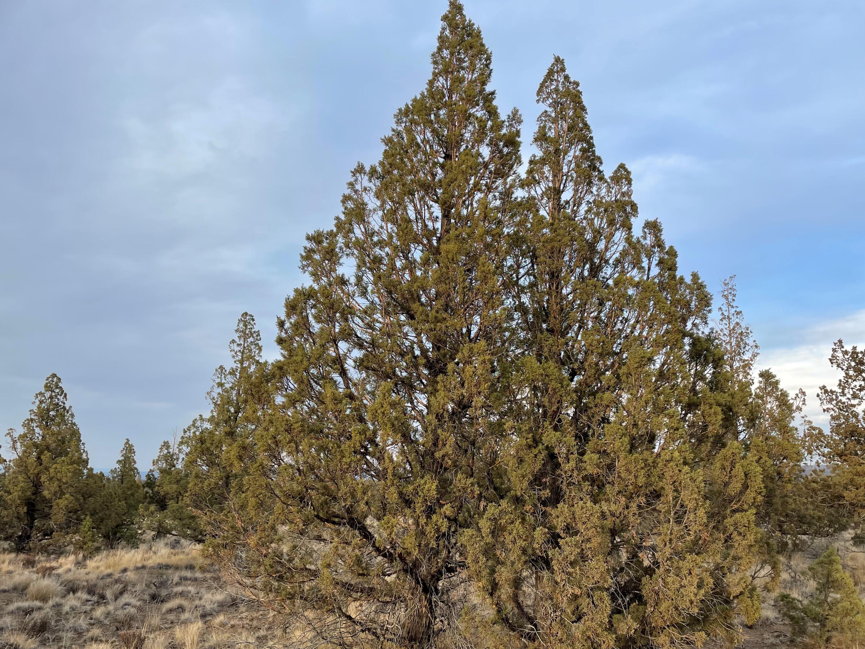 Juniper Acres - Land