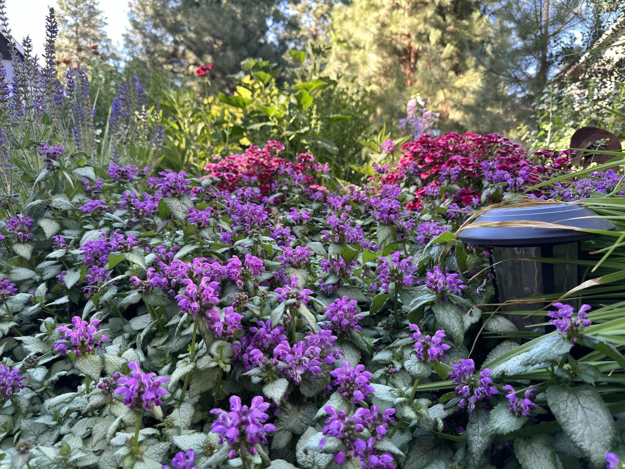 Village Wiestoria - Residential