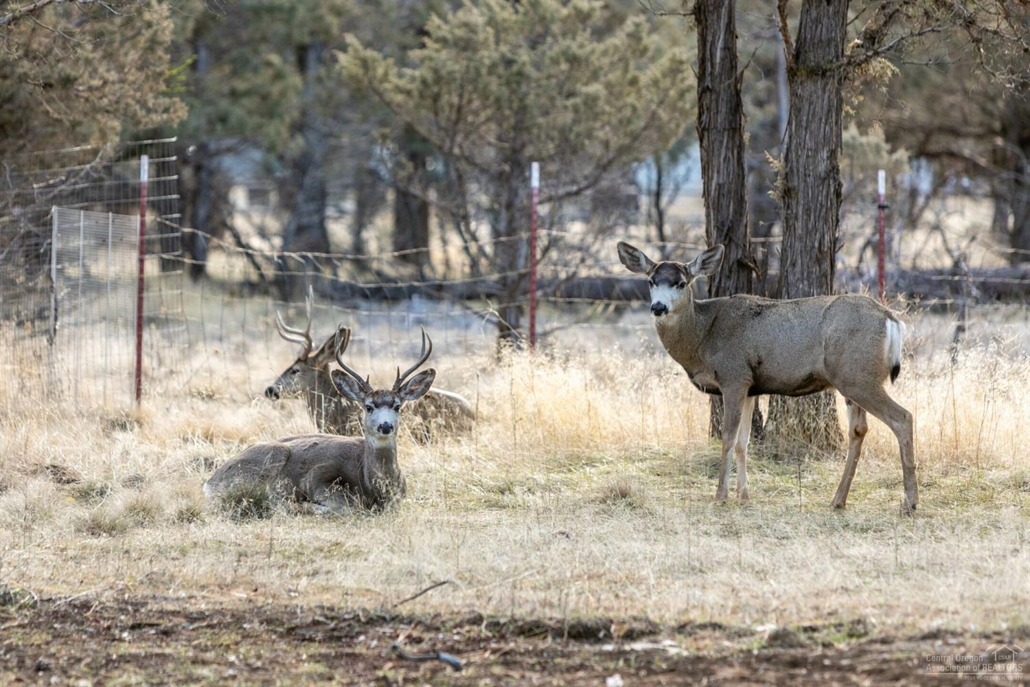 Bitterbrush - Residential