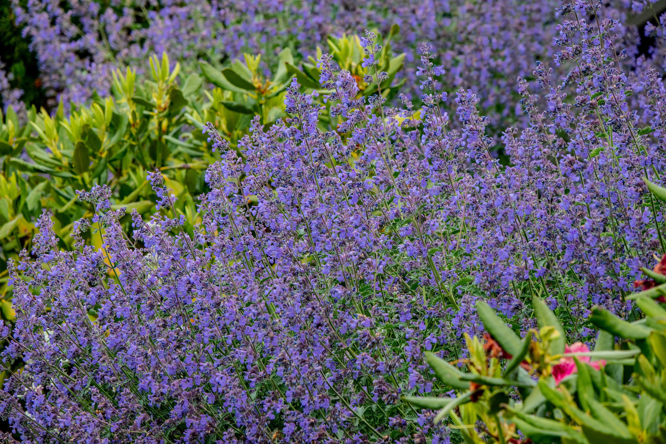 Winston Ranch - Residential