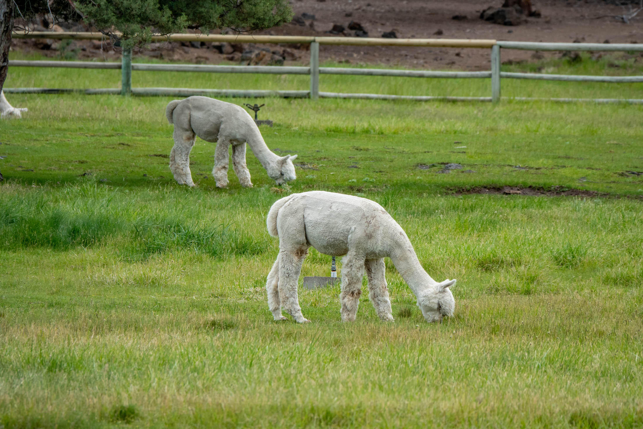 Winston Ranch - Residential