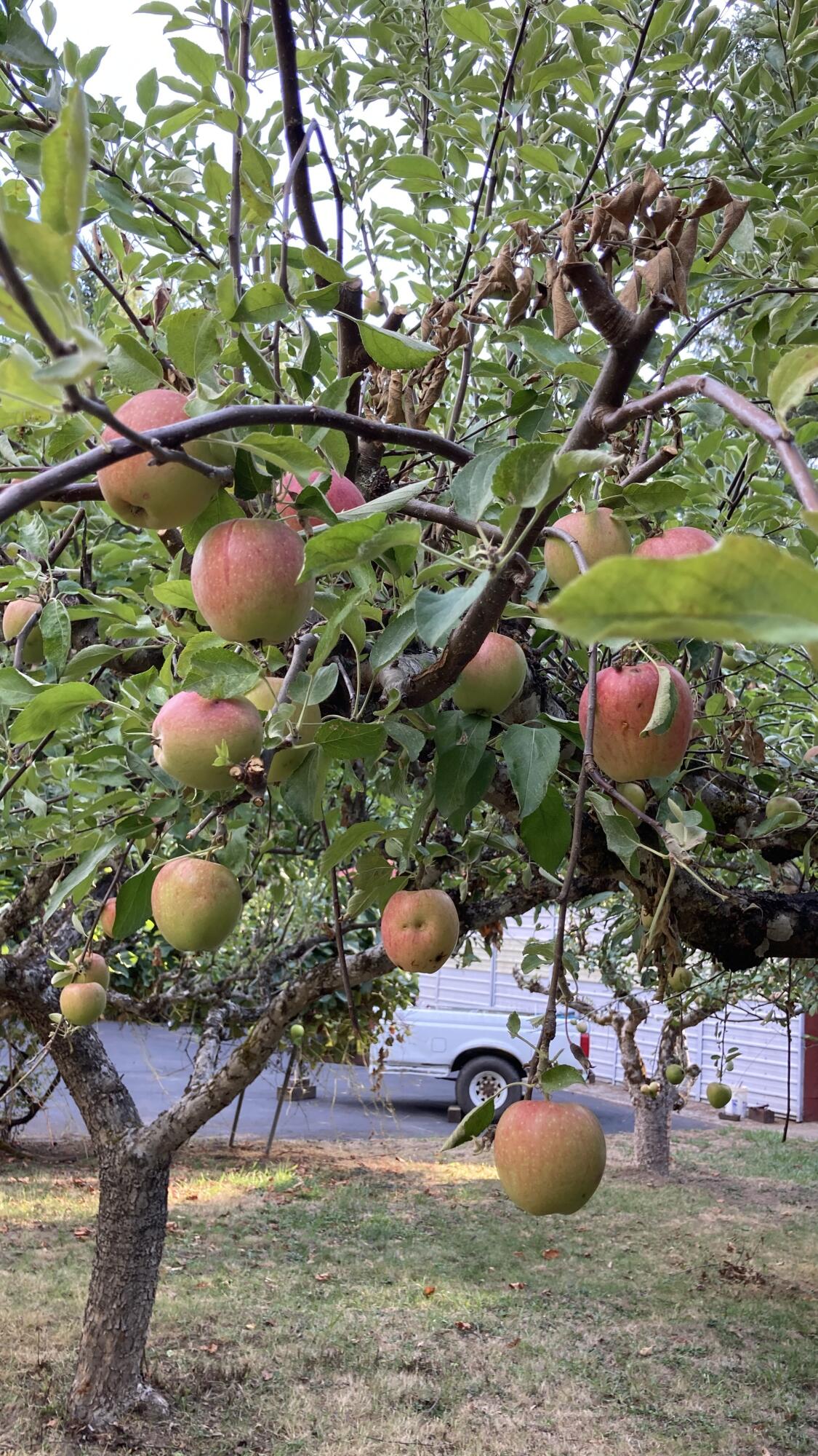 Drain's Addition To Drain - Residential