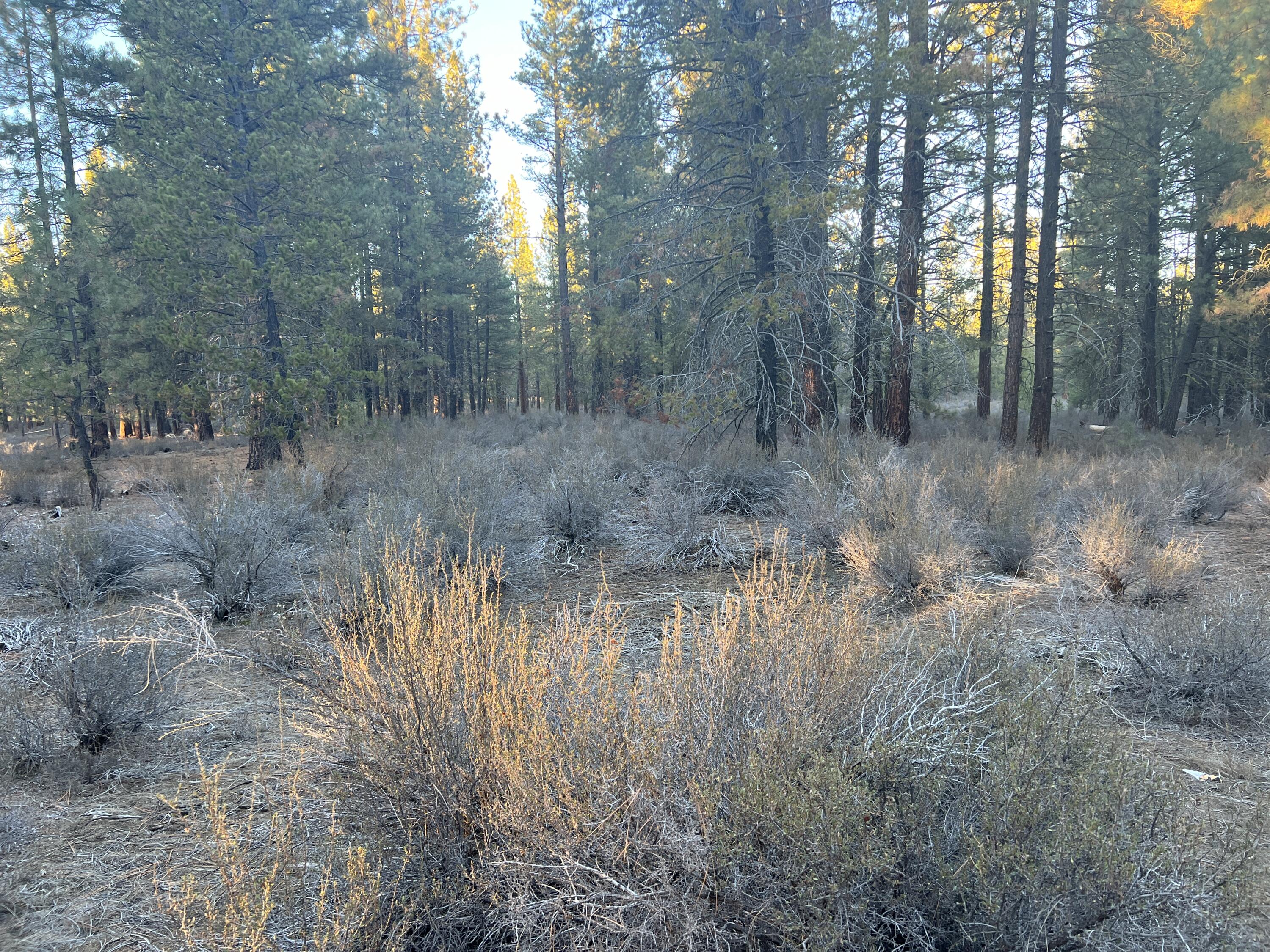 Woodland Park - Land