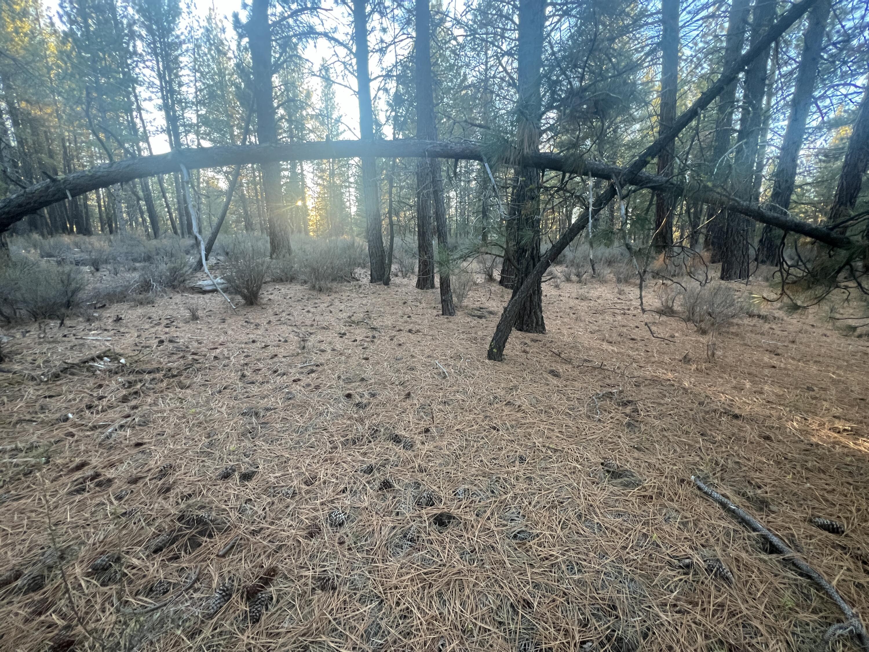 Woodland Park - Land