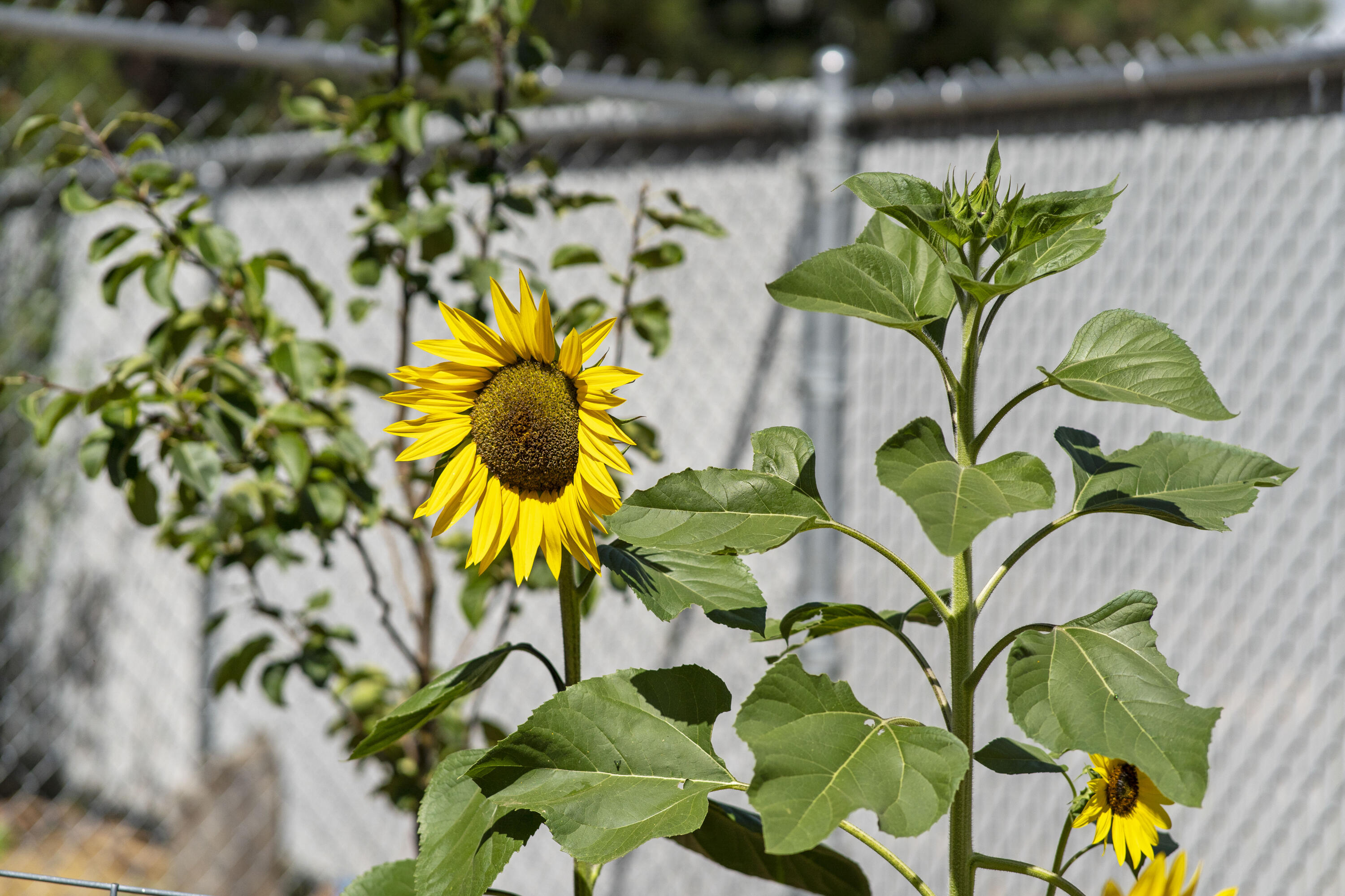 Deschutes RiverWoods - Residential