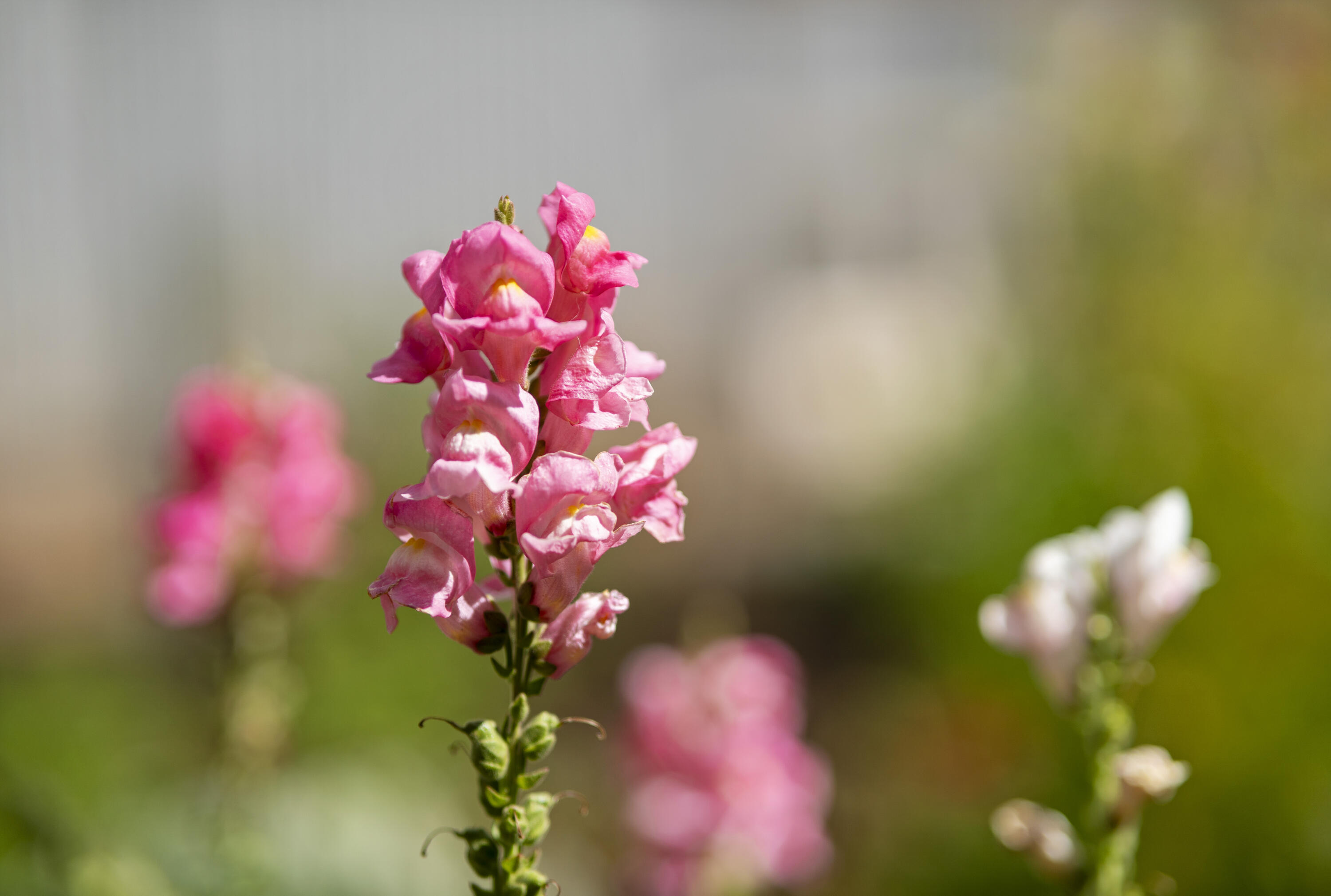 Deschutes RiverWoods - Residential