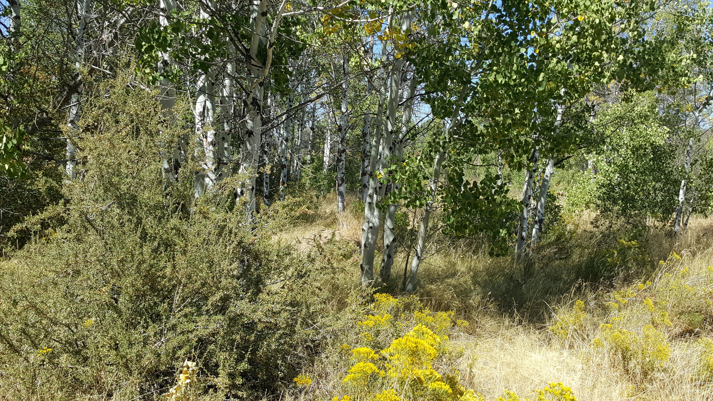 Oregon Shores - Land
