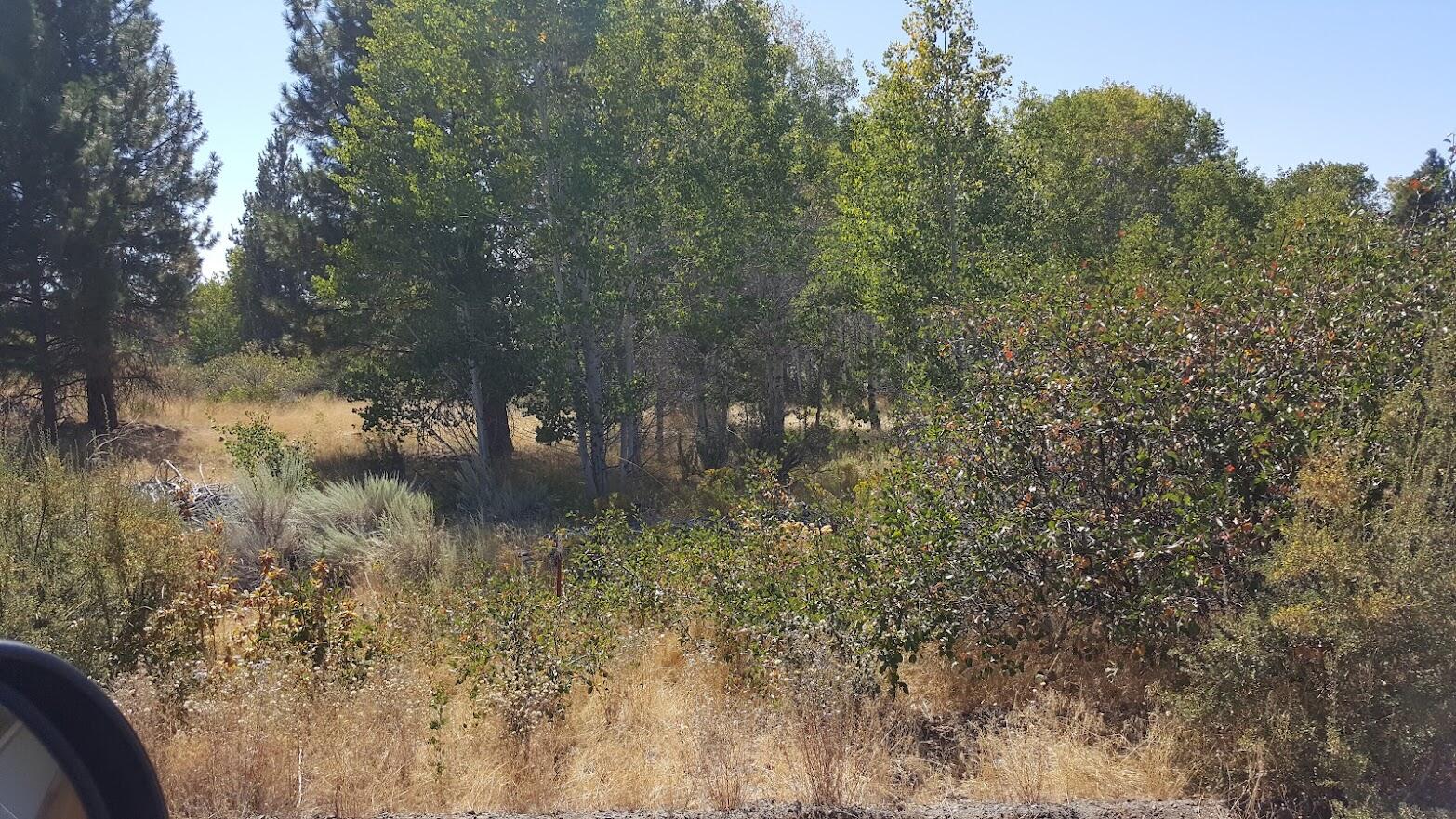 Oregon Shores - Land