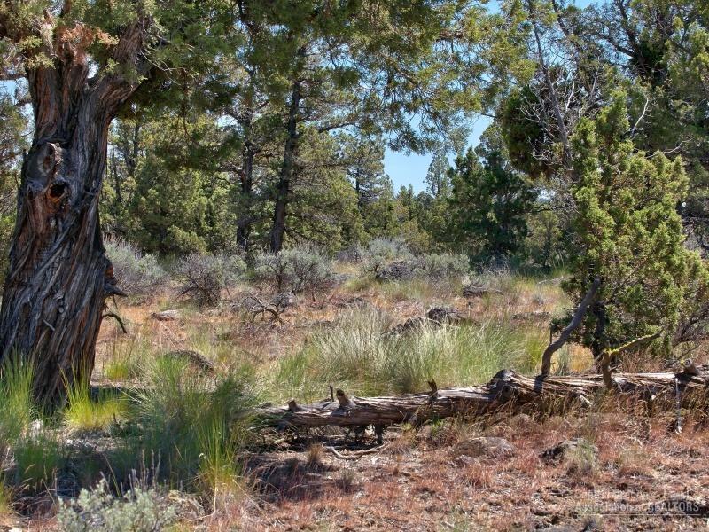 Deschutes River Ranc - Land