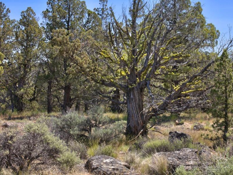 Deschutes River Ranc - Land