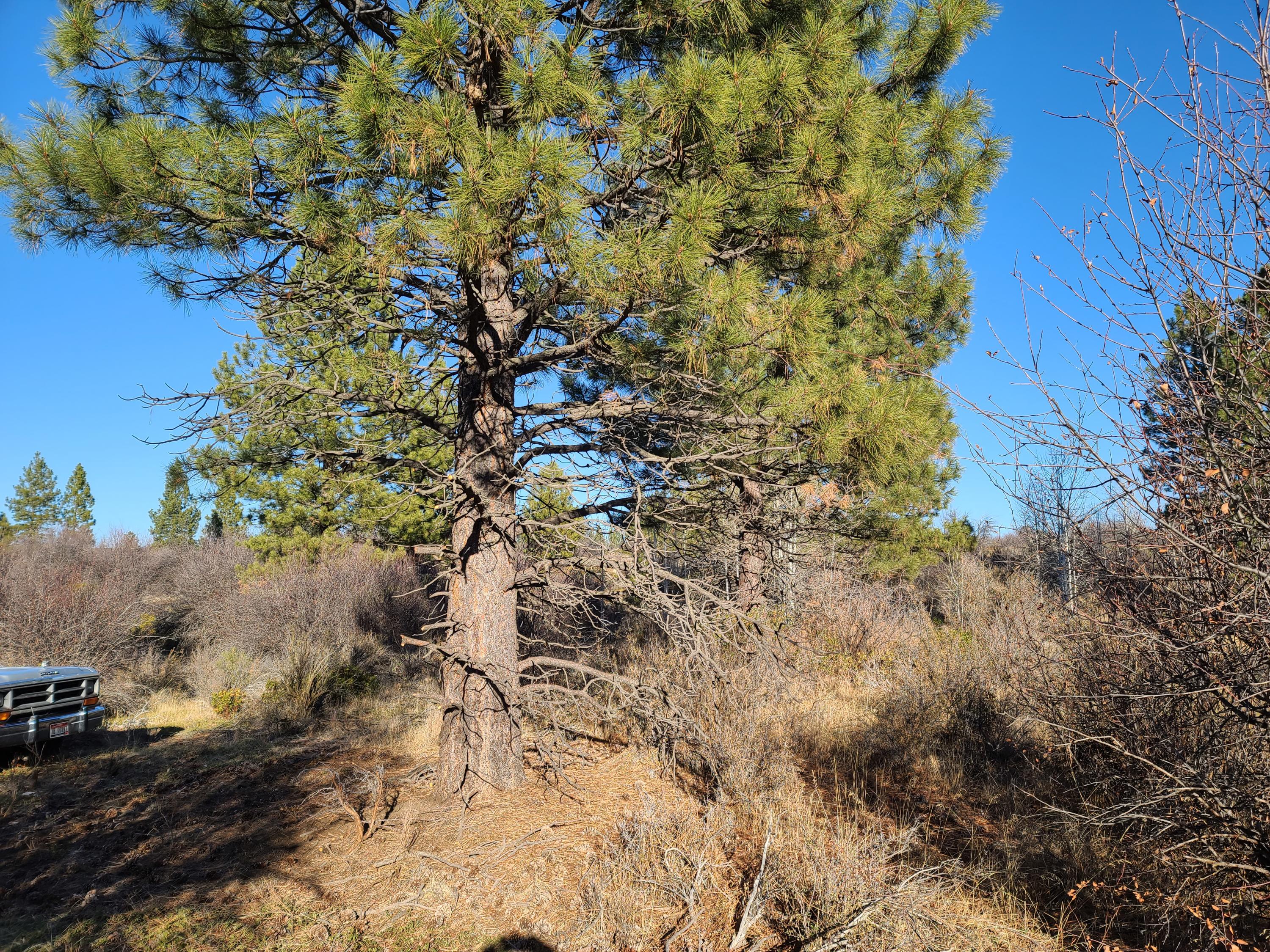 Oregon Shores - Land