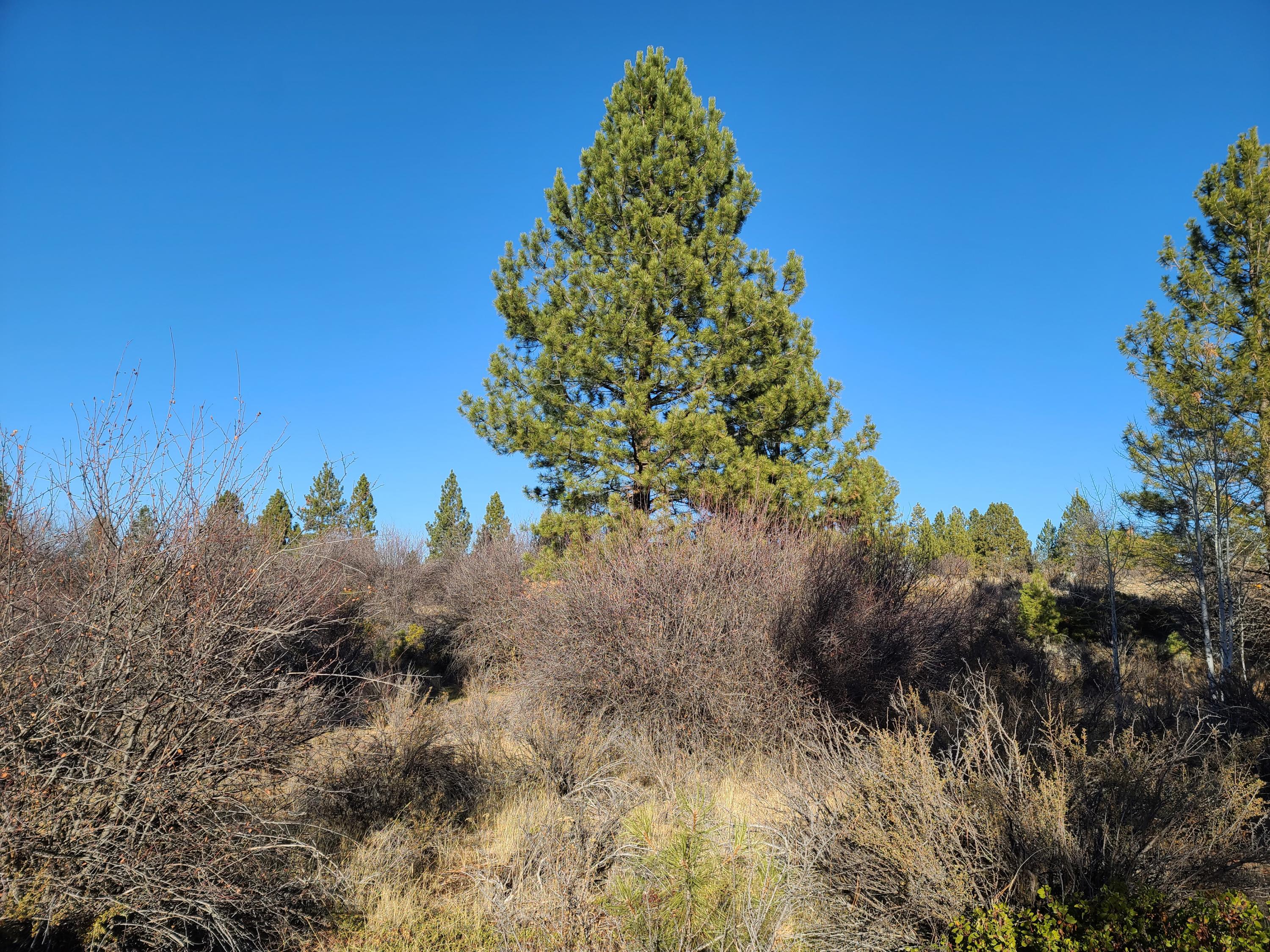 Oregon Shores - Land
