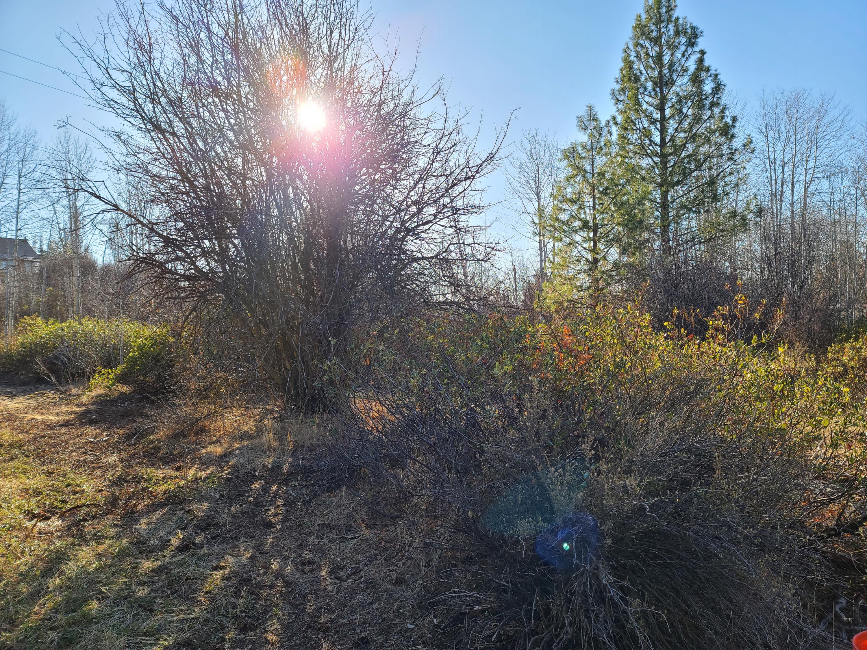Oregon Shores - Land