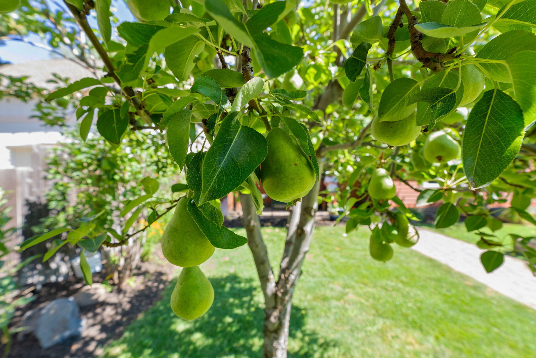 Boulevard - Residential