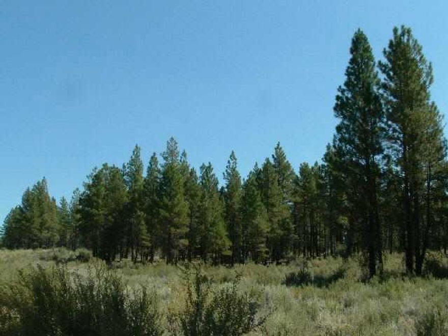 Rural Residential Acreage With Power & Phone At Road. Not Far Off Paved Road. Nice Ponderosa Pine & Gentle Slope. Ok For Manufactured Home.