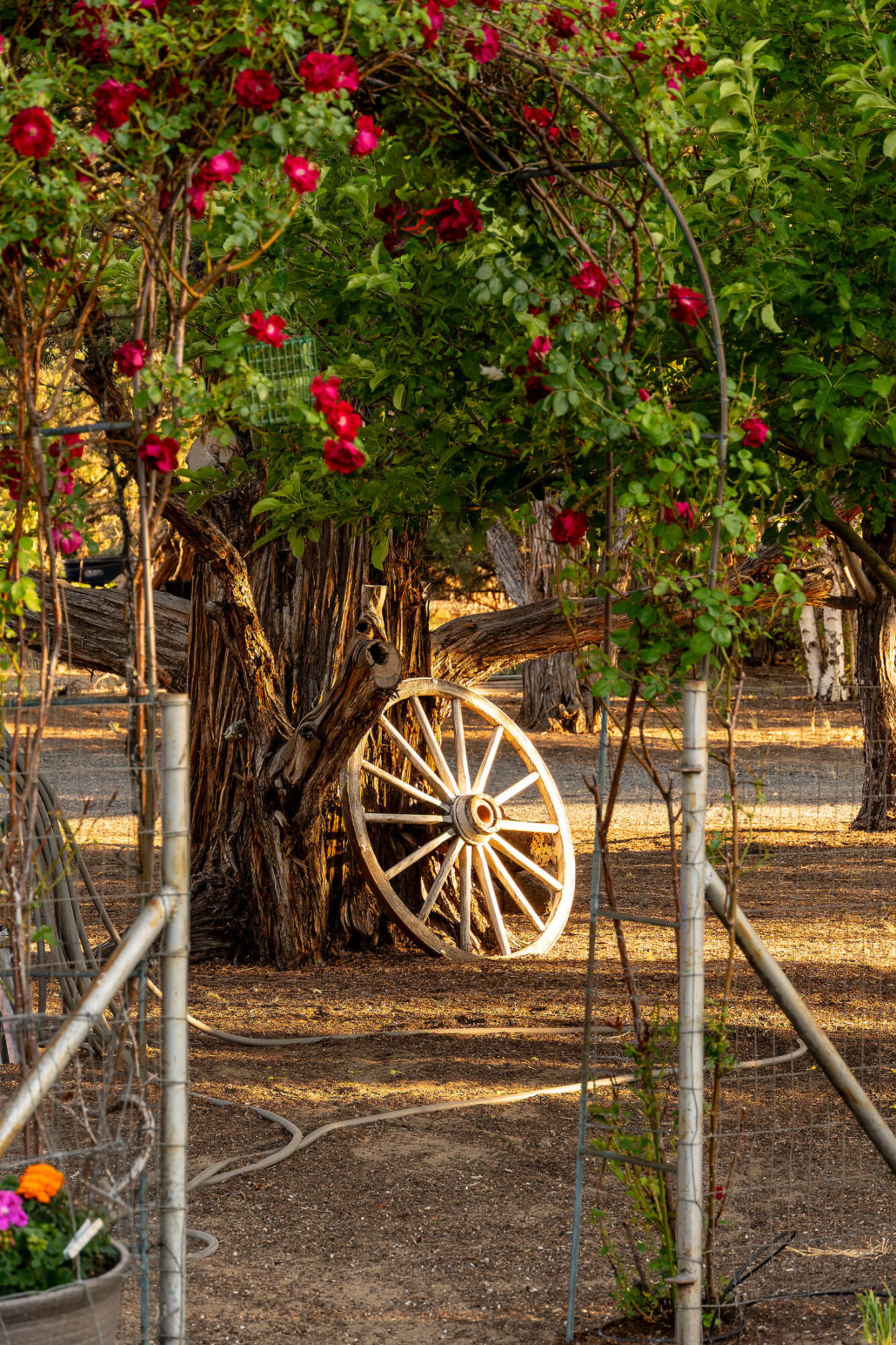 Cimarron City - Residential