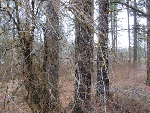 Frontier Tracts - Land