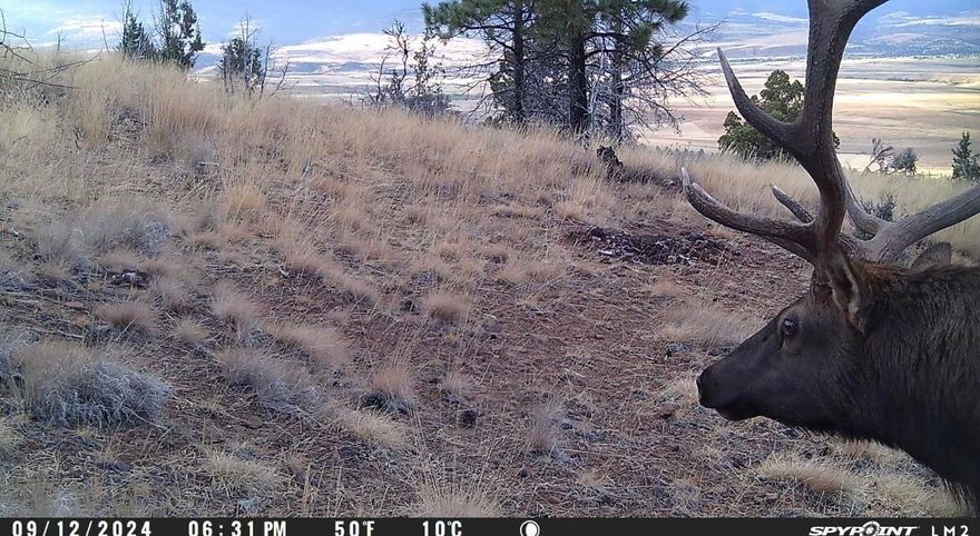 Discover an incredible opportunity to own 160 acres in the renowned Murders Creek Hunting Unit, which is famous for its large mule deer harvests. This property comes with LOP tags, offering you exclusive hunting rights. The southern boundary of the land adjoins the Strawberry Mountain Wilderness, the eastern side borders BLM land & north private. Although the property was impacted by the Canyon Creek Complex fire in 2015, it still holds great potential.  A spring and Indian Creek are situated approximately 200 yards away from the land. Currently on timber deferral and zoned Primary Forest. Access can be reached through a network of roads starting from Pine Creek and going on 3 Forest Service Roads. Additionally, there is a road system through the property.  This property has seasonal access because of snow conditions. If you're interested in exploring the property, please contact an agent. Tours are self-guided and at your own risk.