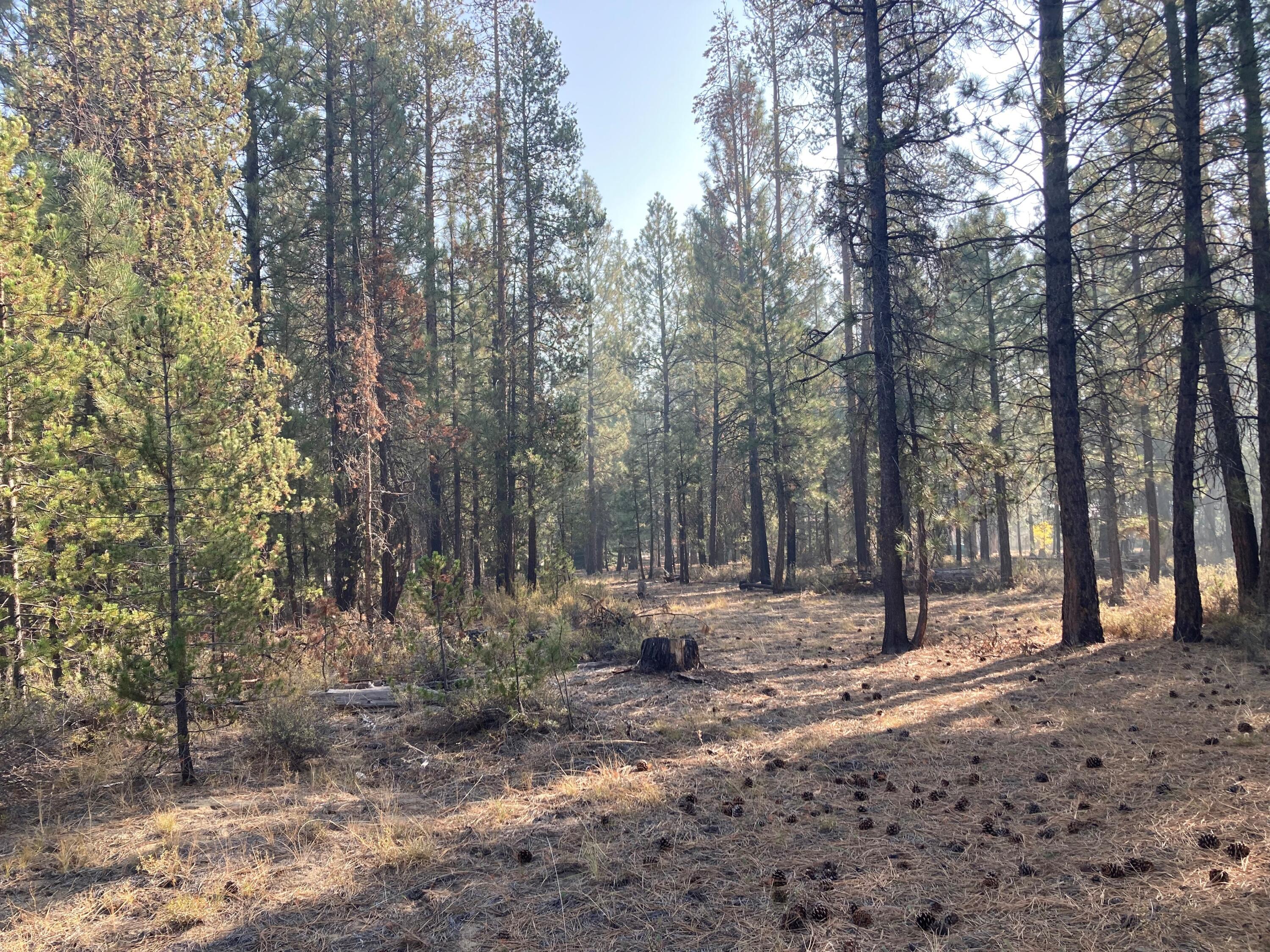 Deer Forest Acres - Land