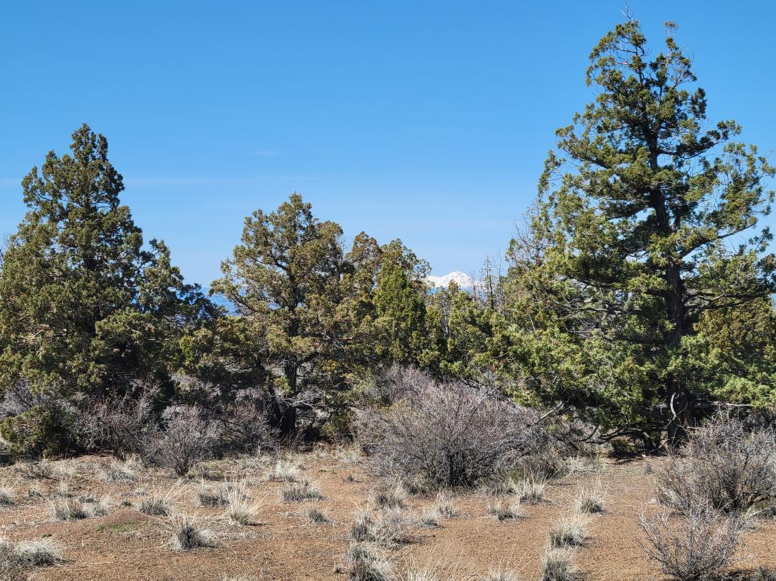 Juniper Acres - Land