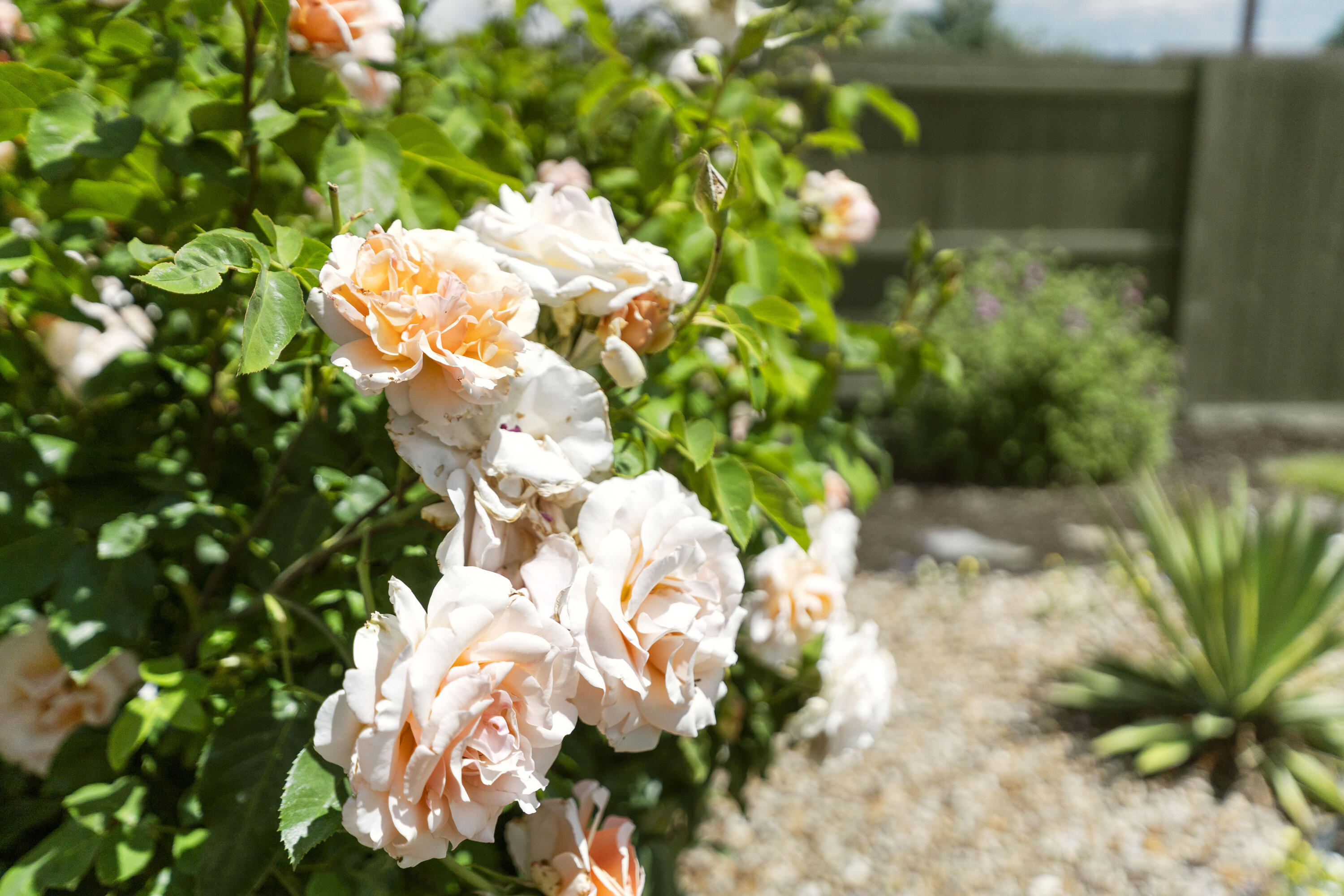 Brooktree - Residential