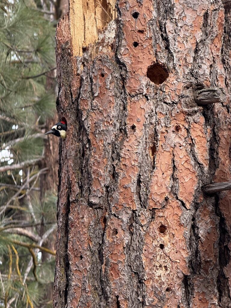 Running YResort - Land