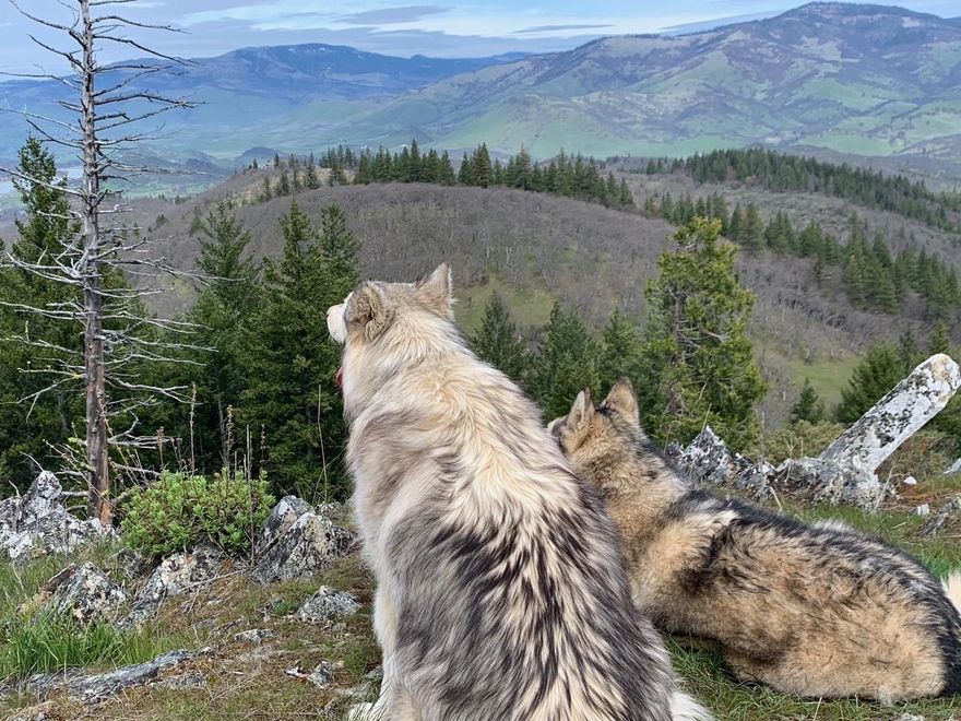 Owner will Carry! Back on the market, no fault of property. Grand Views on large acreage near Ashland, ready to build. Includes house plans or bring your own. 20 pus acres consisting of 4 separate tax lots, all RR-5 zoned. Buyer to do own due diligence as to further development of individual parcels. Well installed w/ 2- 2500 gal water storage tanks, gravity fed to home pad and garden. Electric meter in. Sand filter septic approval located just below existing pad.  Home site location has great southern exposure and expansive views. Organic garden area is fully deer fenced with custom gate. Moveable chicken coop is included. Lots of near by hiking, riding,  and winter sports activities and yet close to Ashland for a night out, including Ashland Shakespeare Festival.