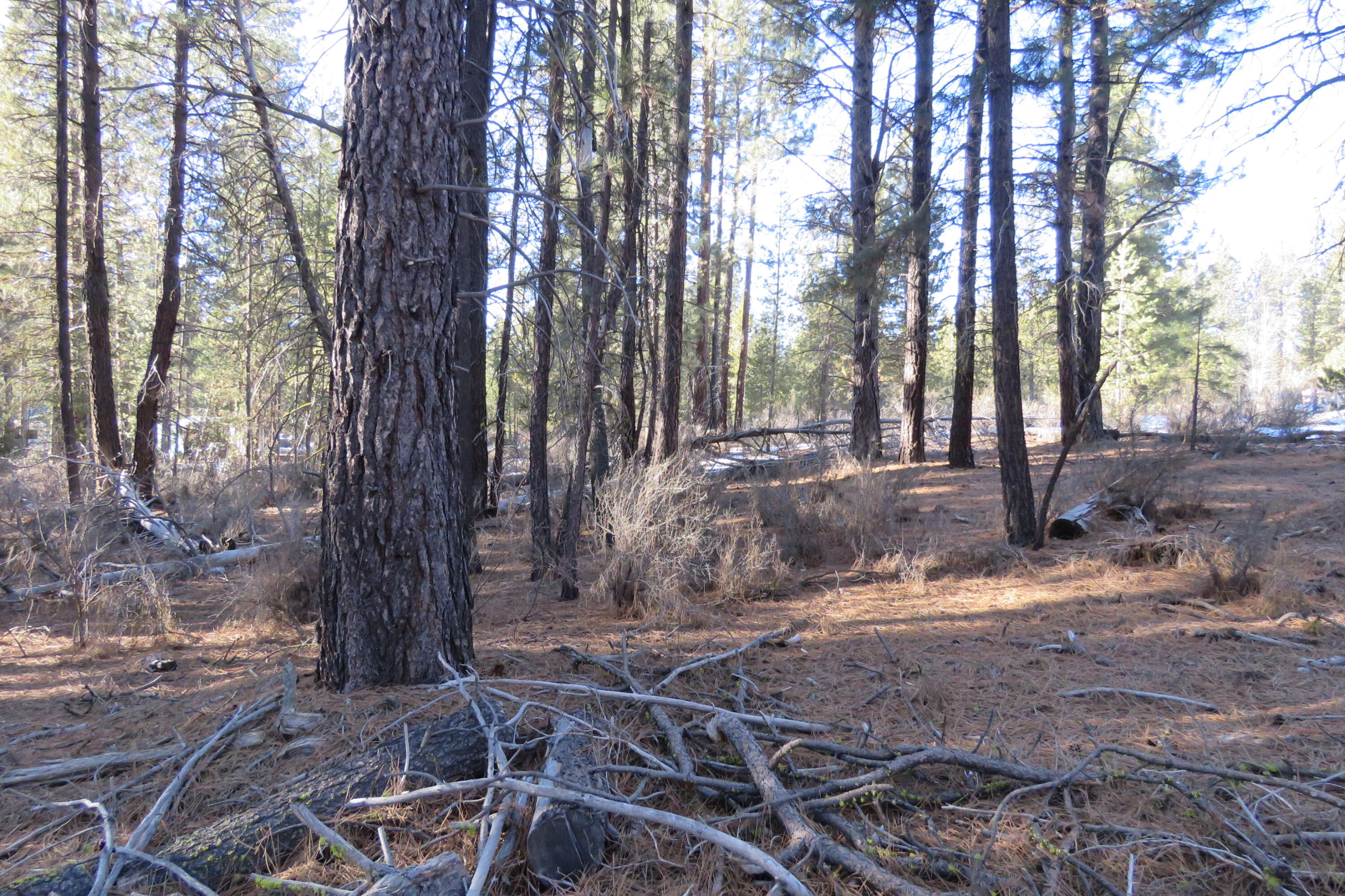 Woodland Park - Land